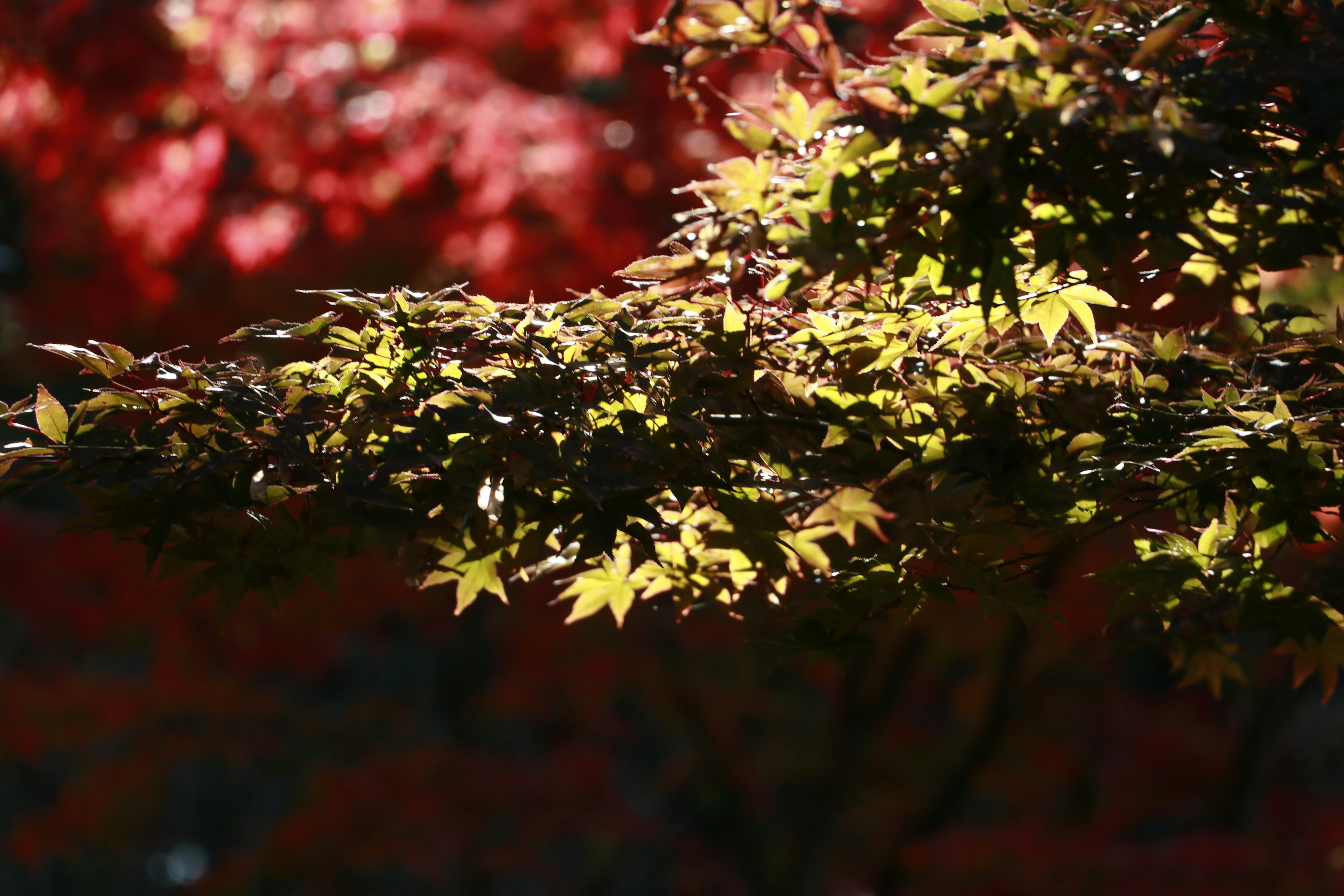 Un bel arbre d'automne avec des feuilles rouges et jaunes