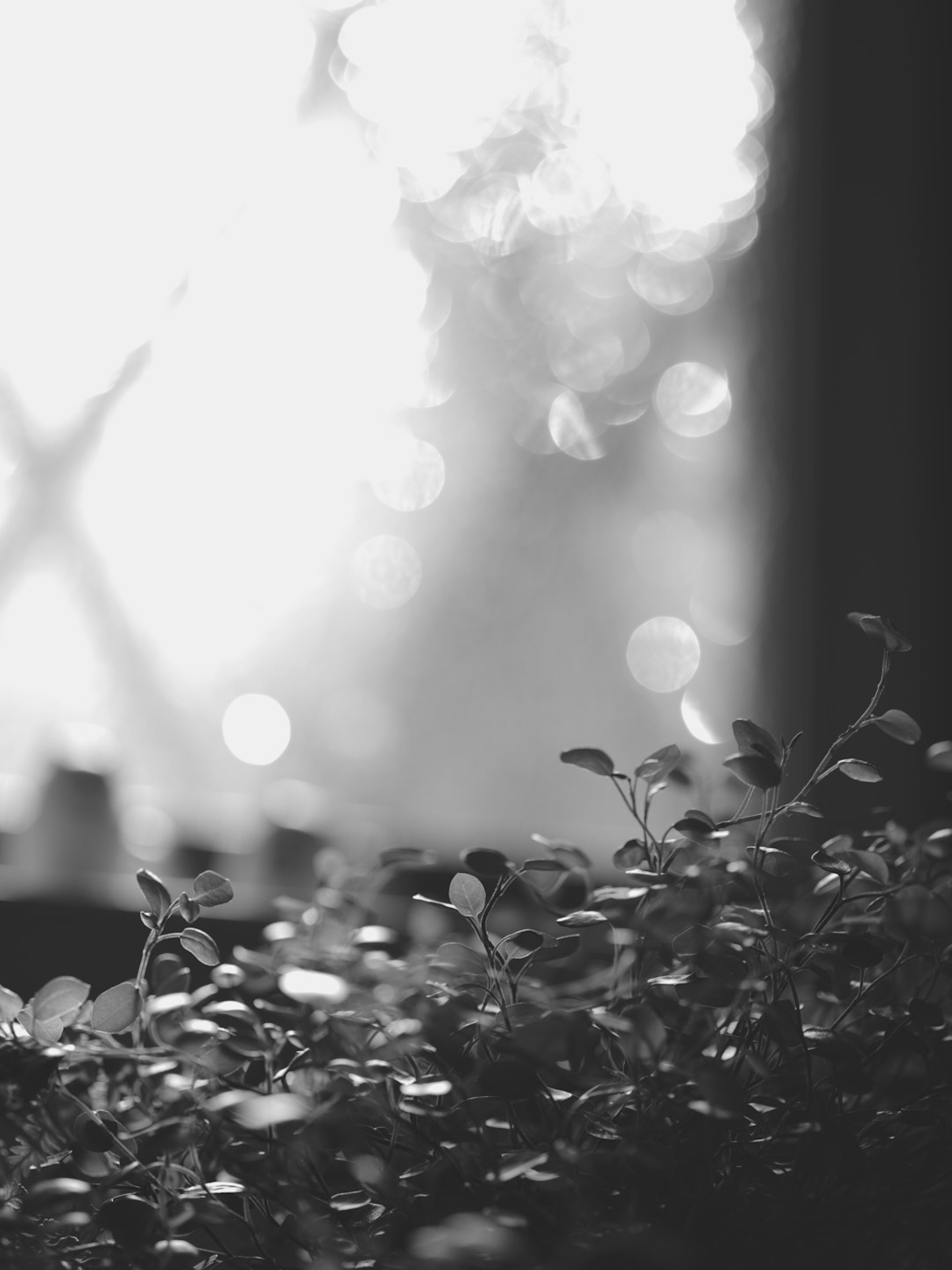 Photo en noir et blanc mettant en avant des feuilles vertes dans un arrière-plan flou