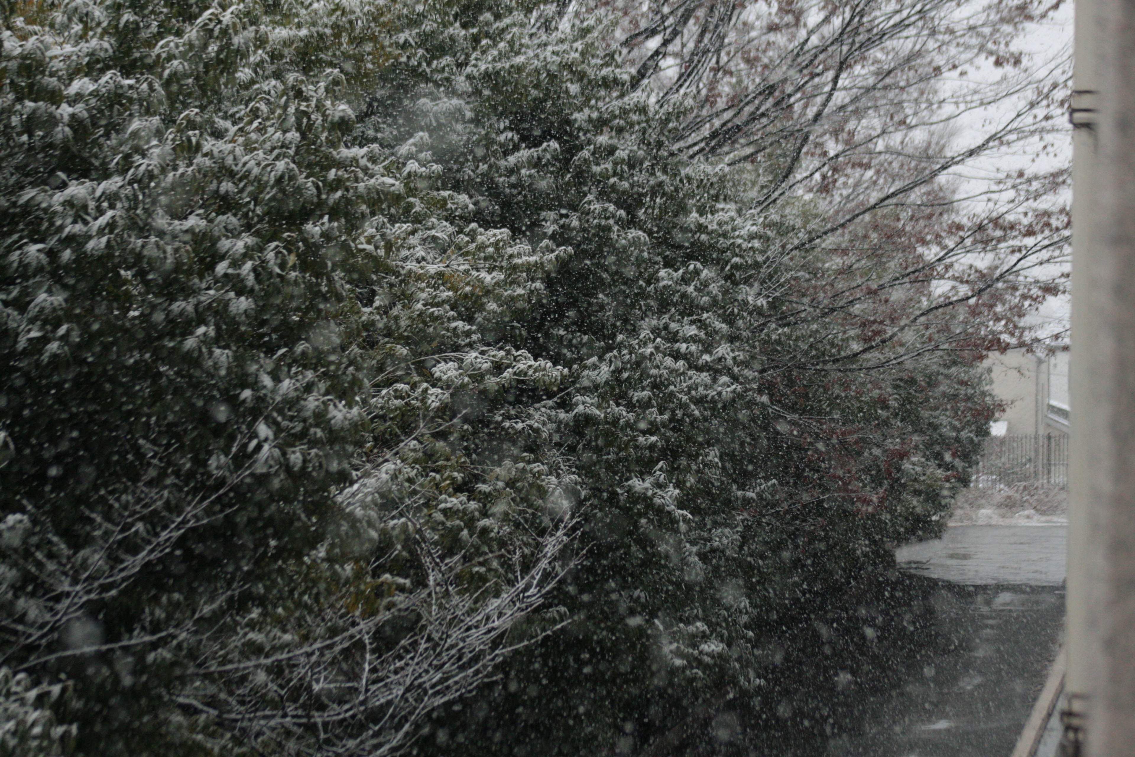 下雪的树木和小路场景