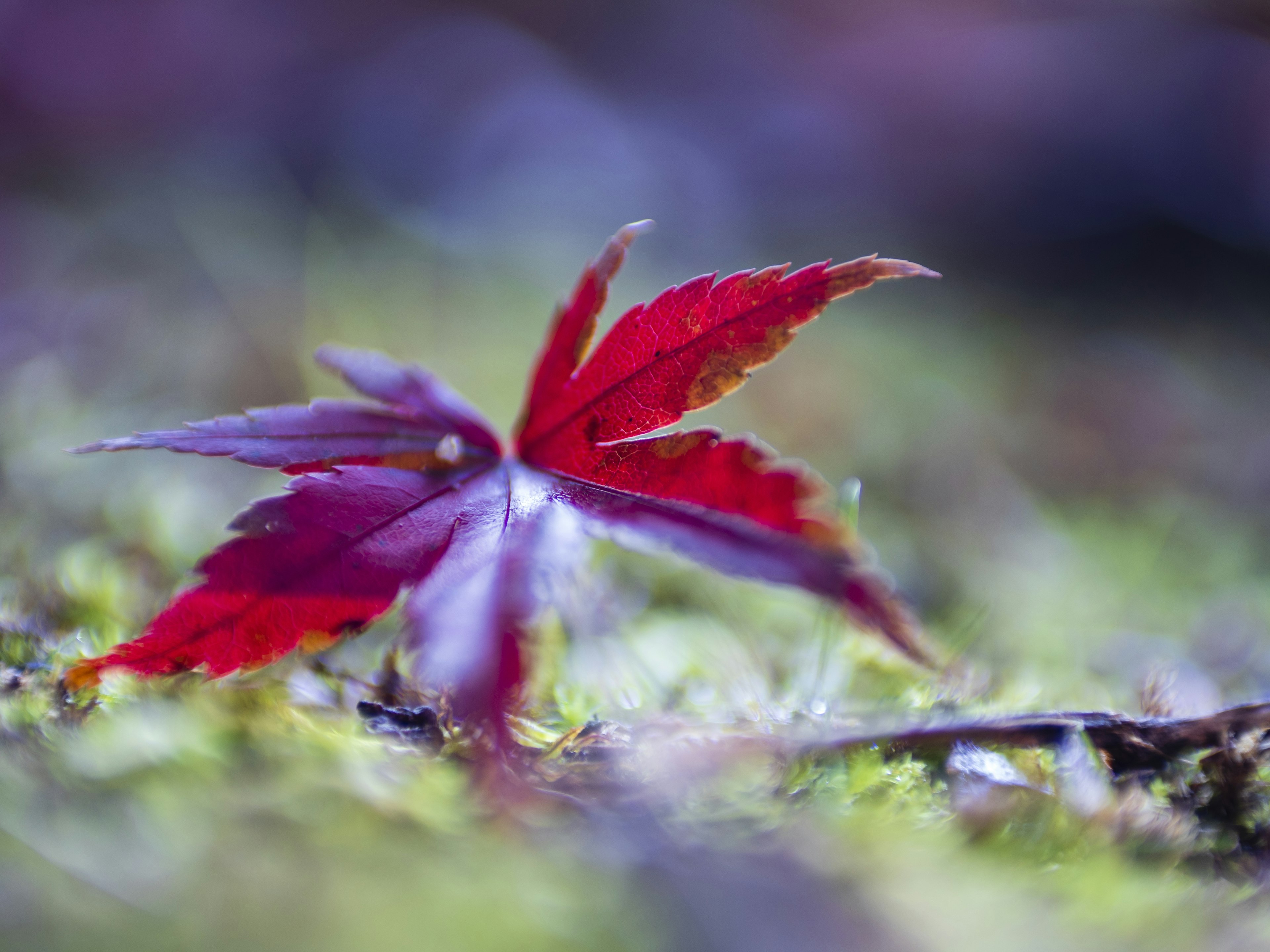 Feuille rouge vibrante reposant sur le sol