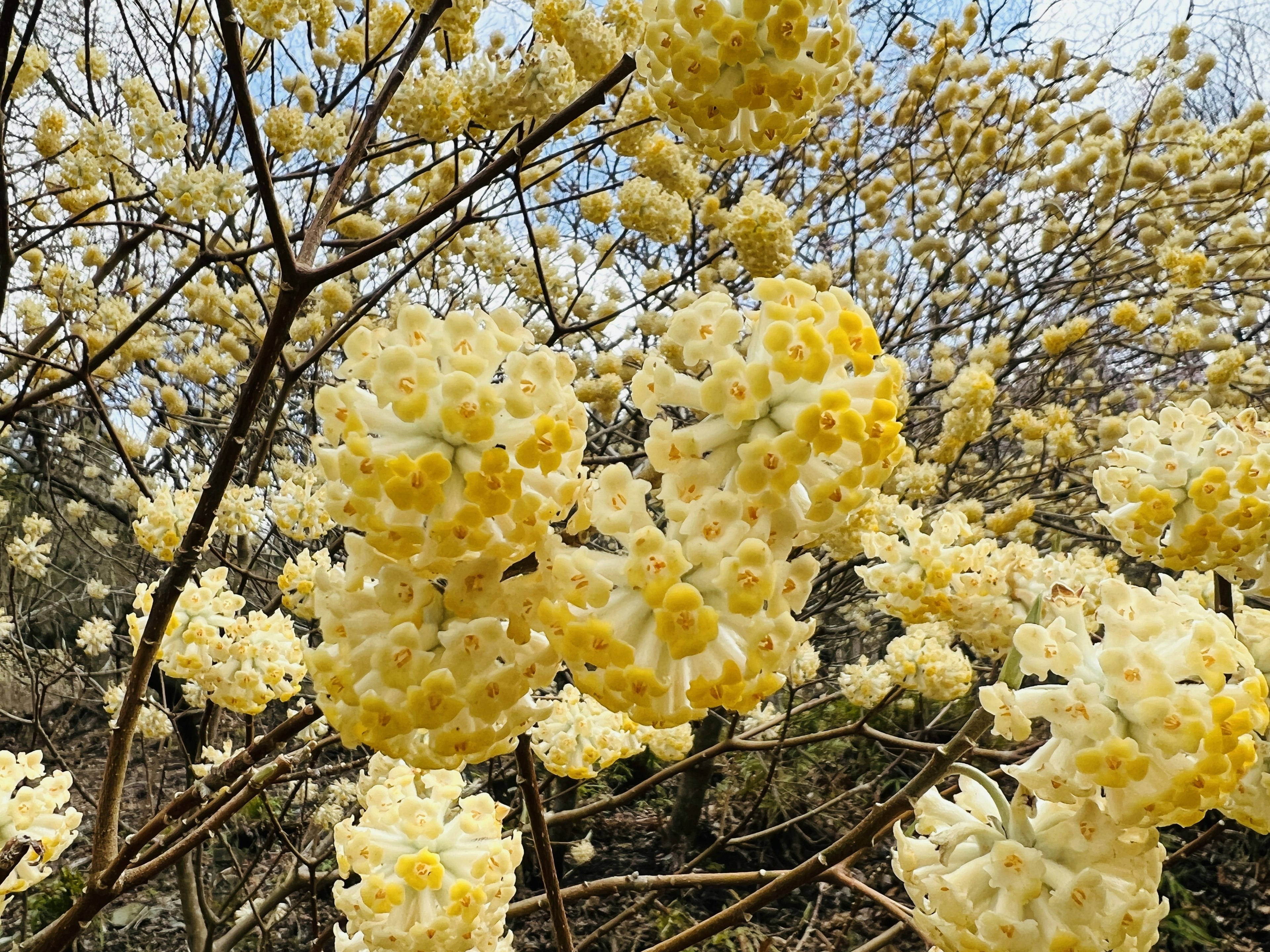 Close-up of tree branches with clusters of yellow flowers