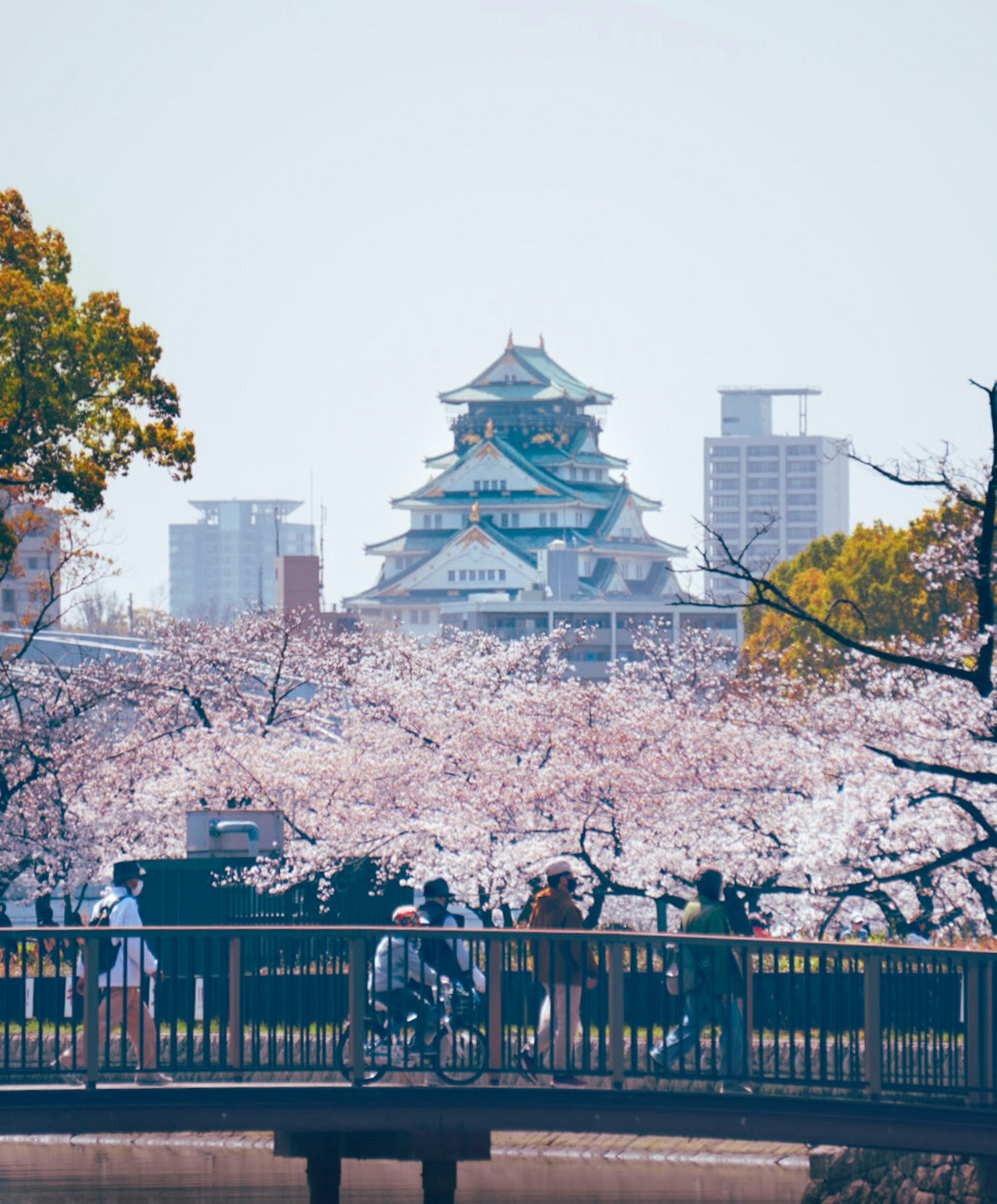 Castillo de Osaka visto a través de cerezos en flor con personas caminando