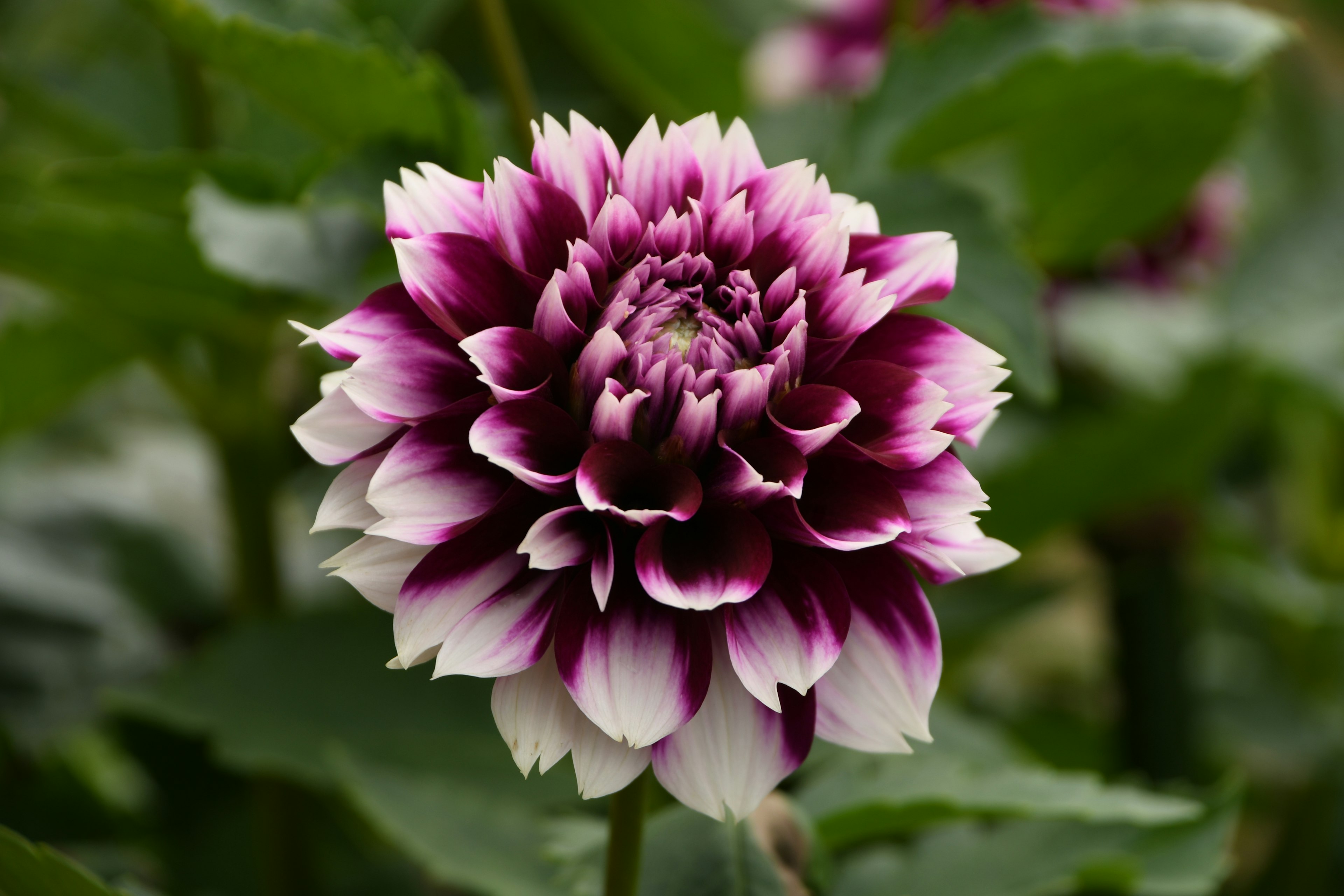 Hermosa flor de dalia en púrpura y blanco rodeada de hojas verdes