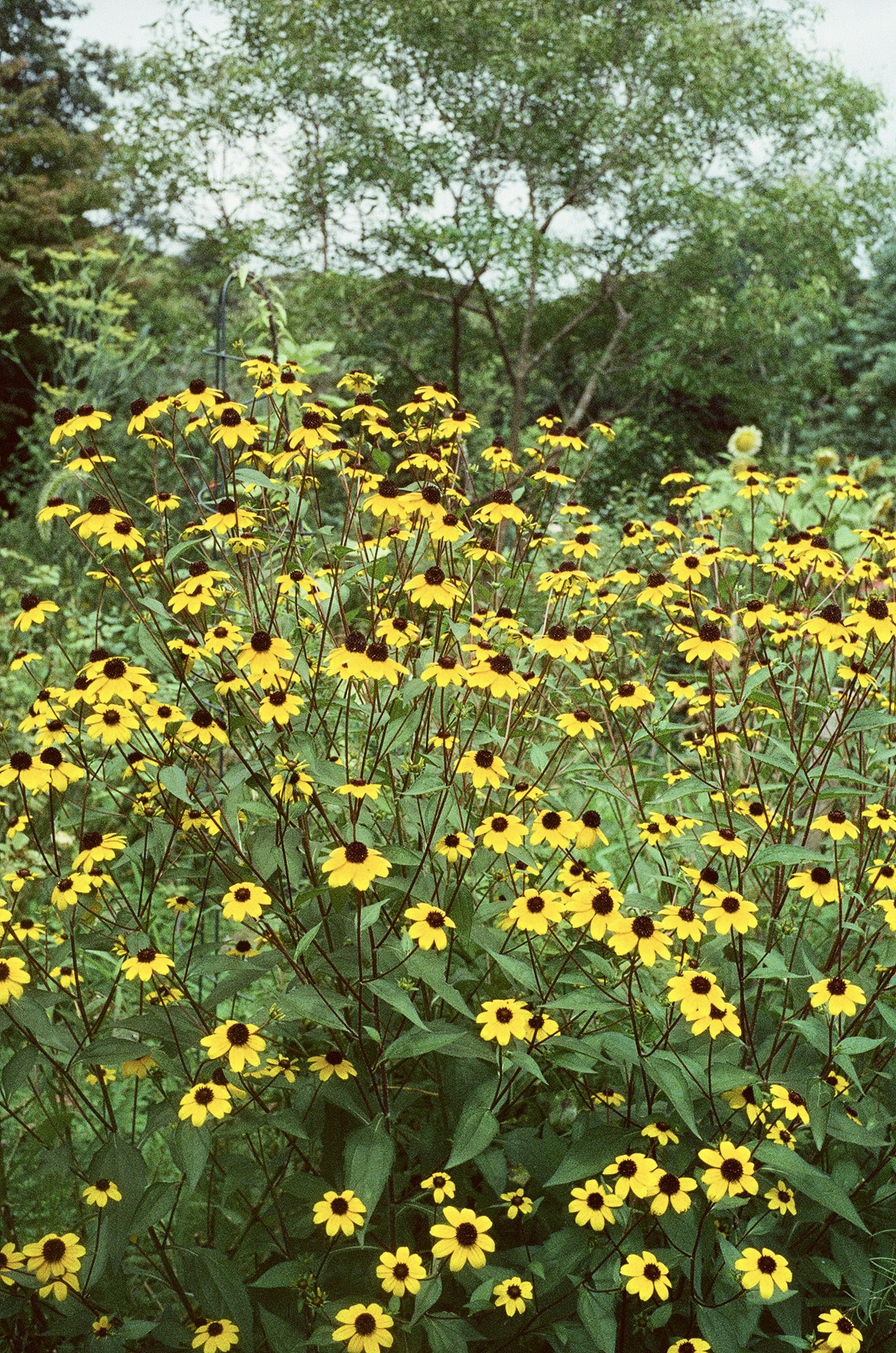 黄色い花が咲き乱れる草原の風景