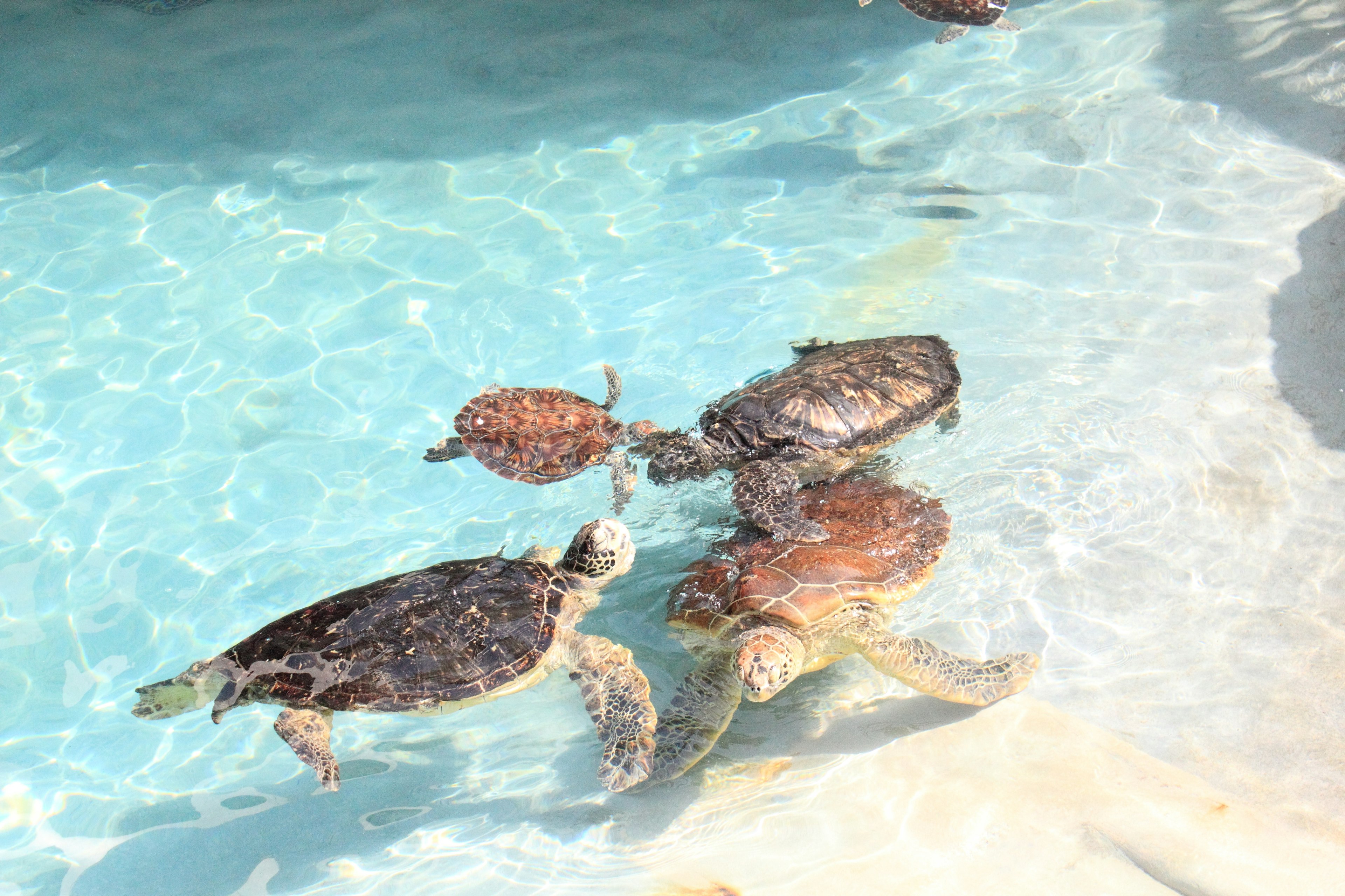 青い水の中で泳ぐ4匹のカメたち