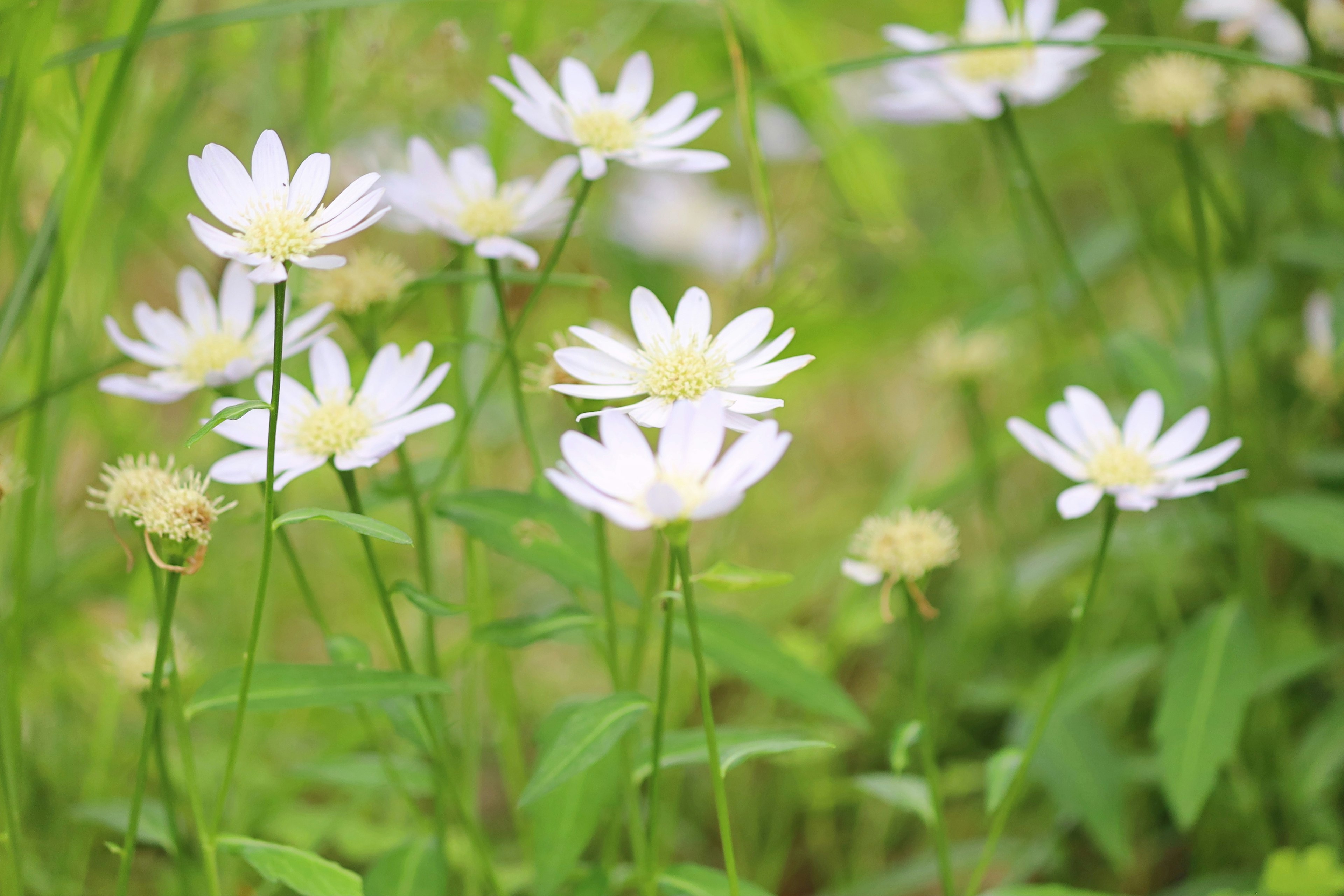 ภูมิทัศน์ที่สวยงามของดอกไม้สีขาวและใบเขียว