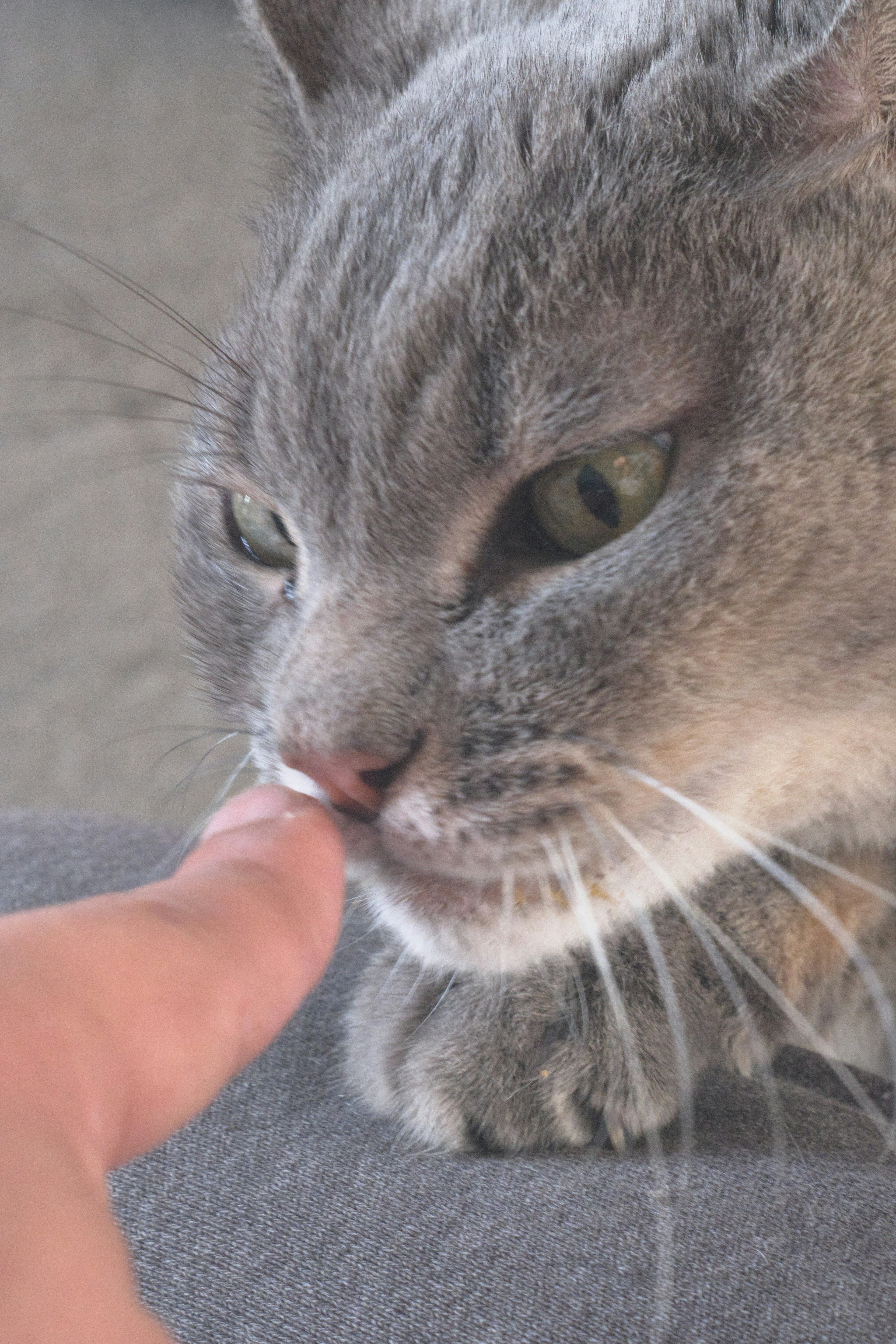 Gros plan d'un chat gris léchant un doigt