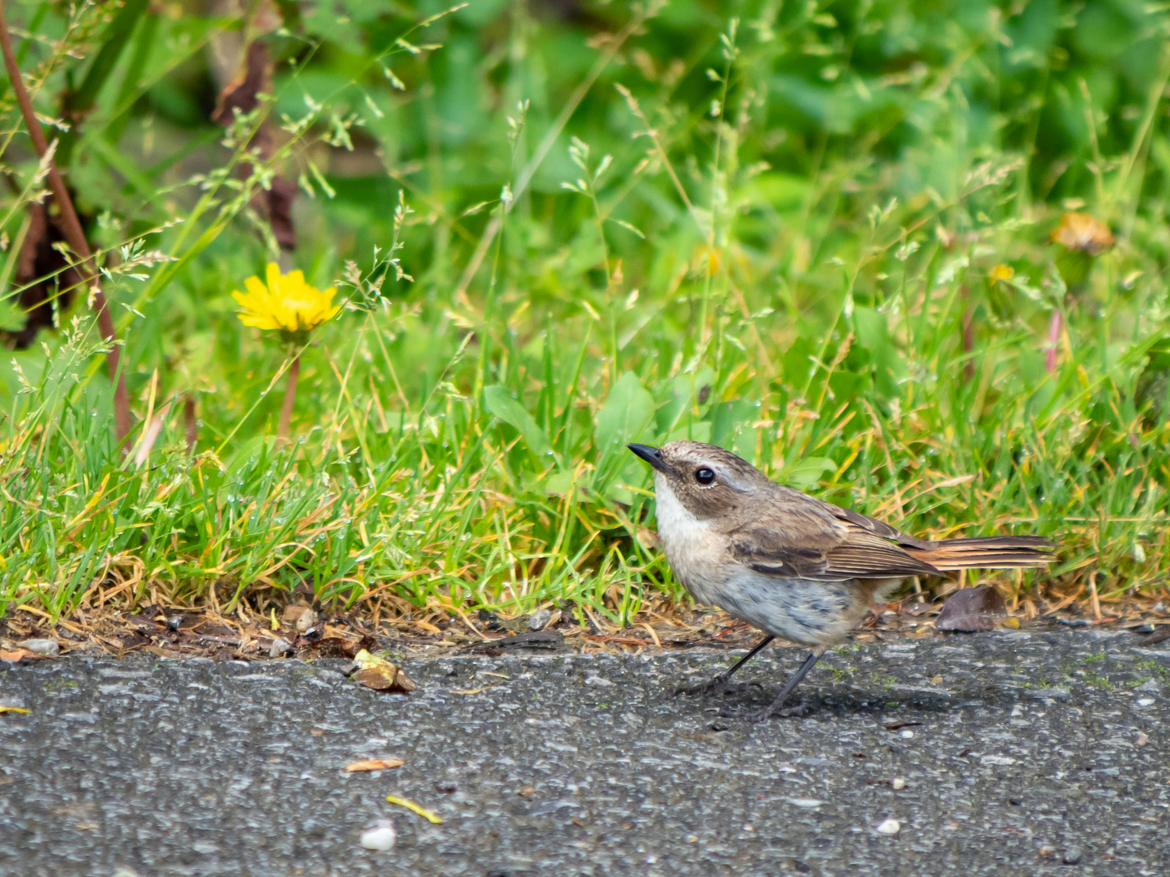 小さな鳥が緑の草の中を歩いている様子