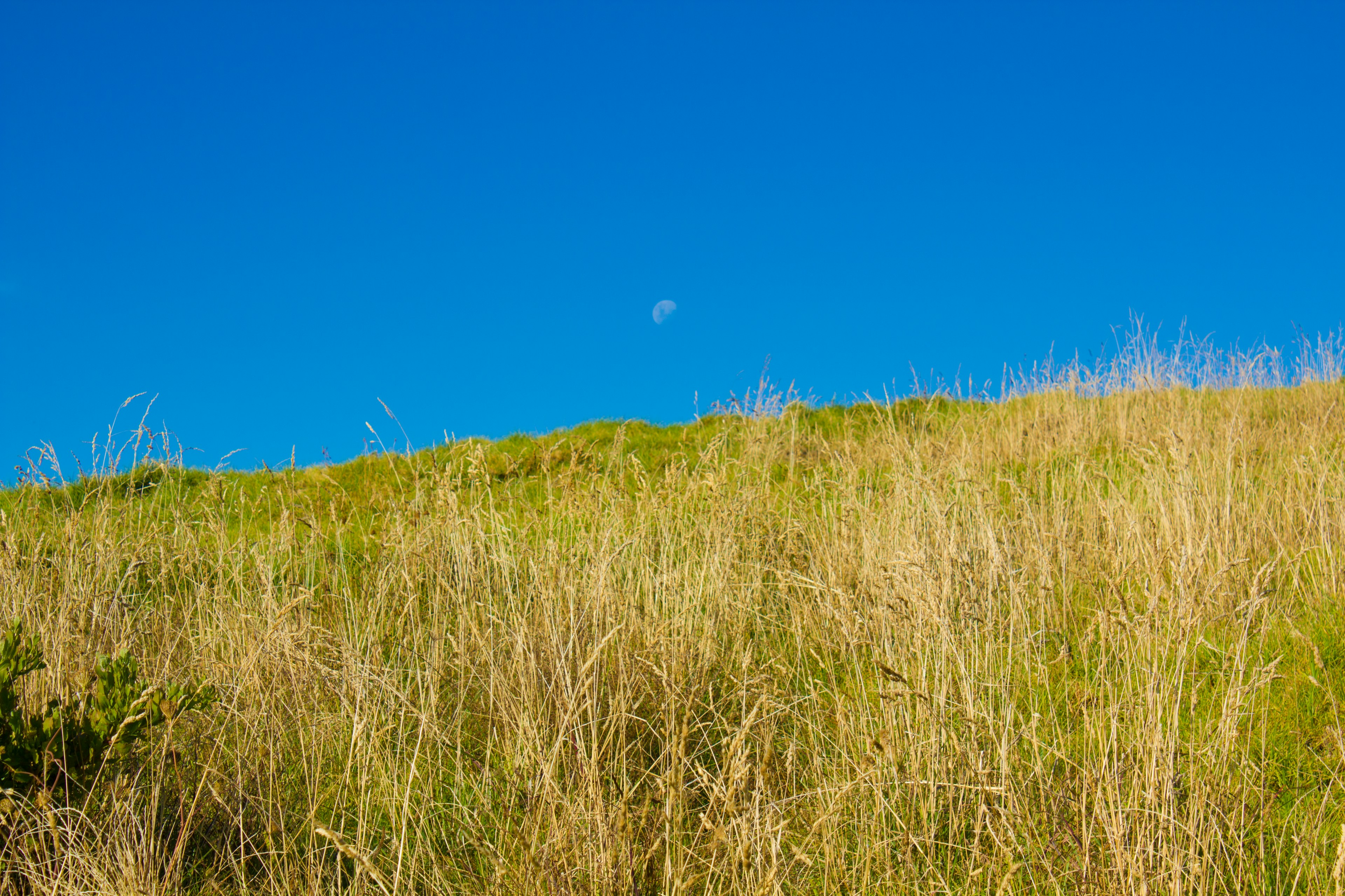 Lereng rumput emas melawan langit biru