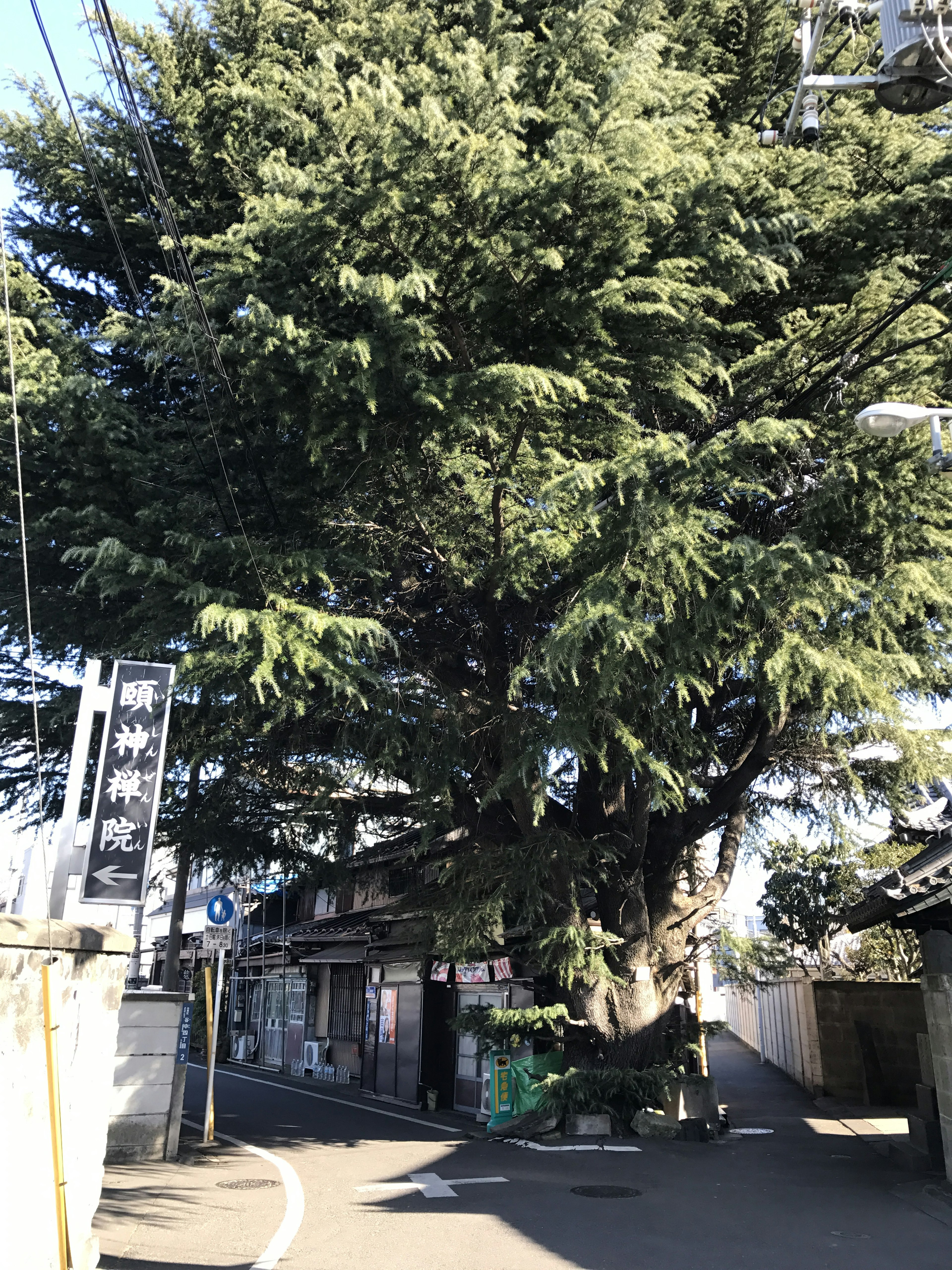 Un grand arbre vert à côté d'une rue étroite dans un cadre urbain