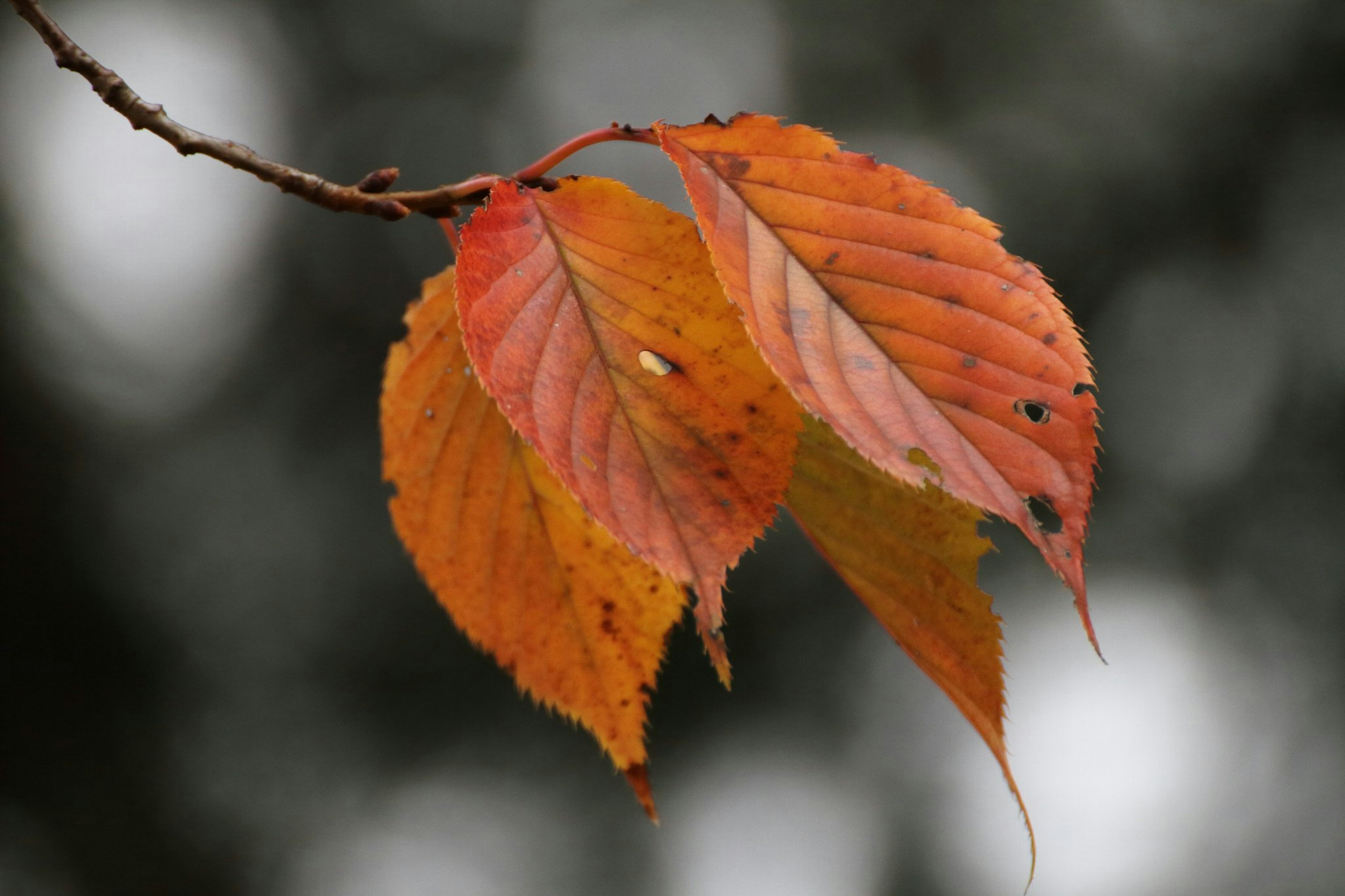 Close-up of orange leaves on a branch