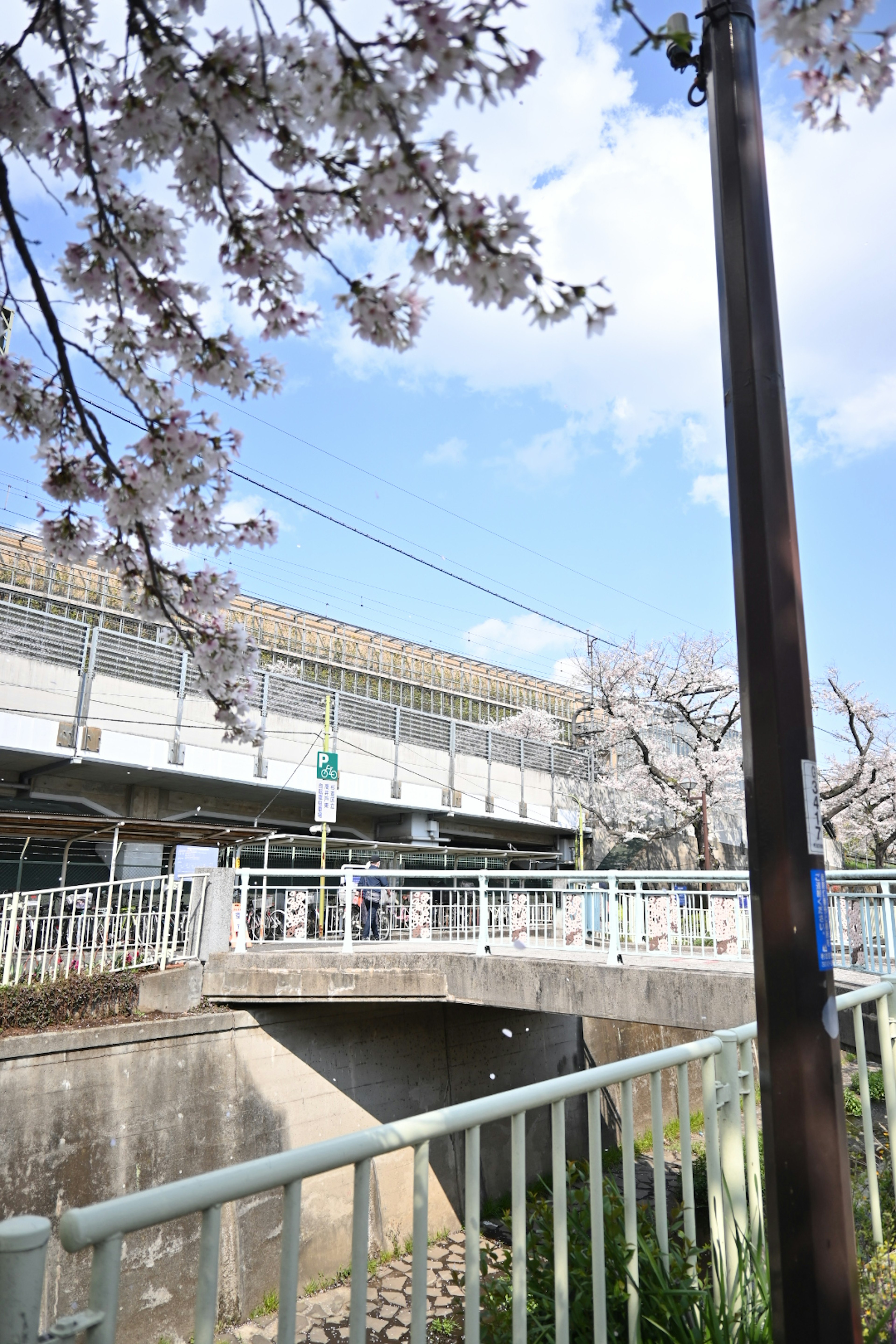 Spring scene featuring cherry blossom trees and a train station exterior