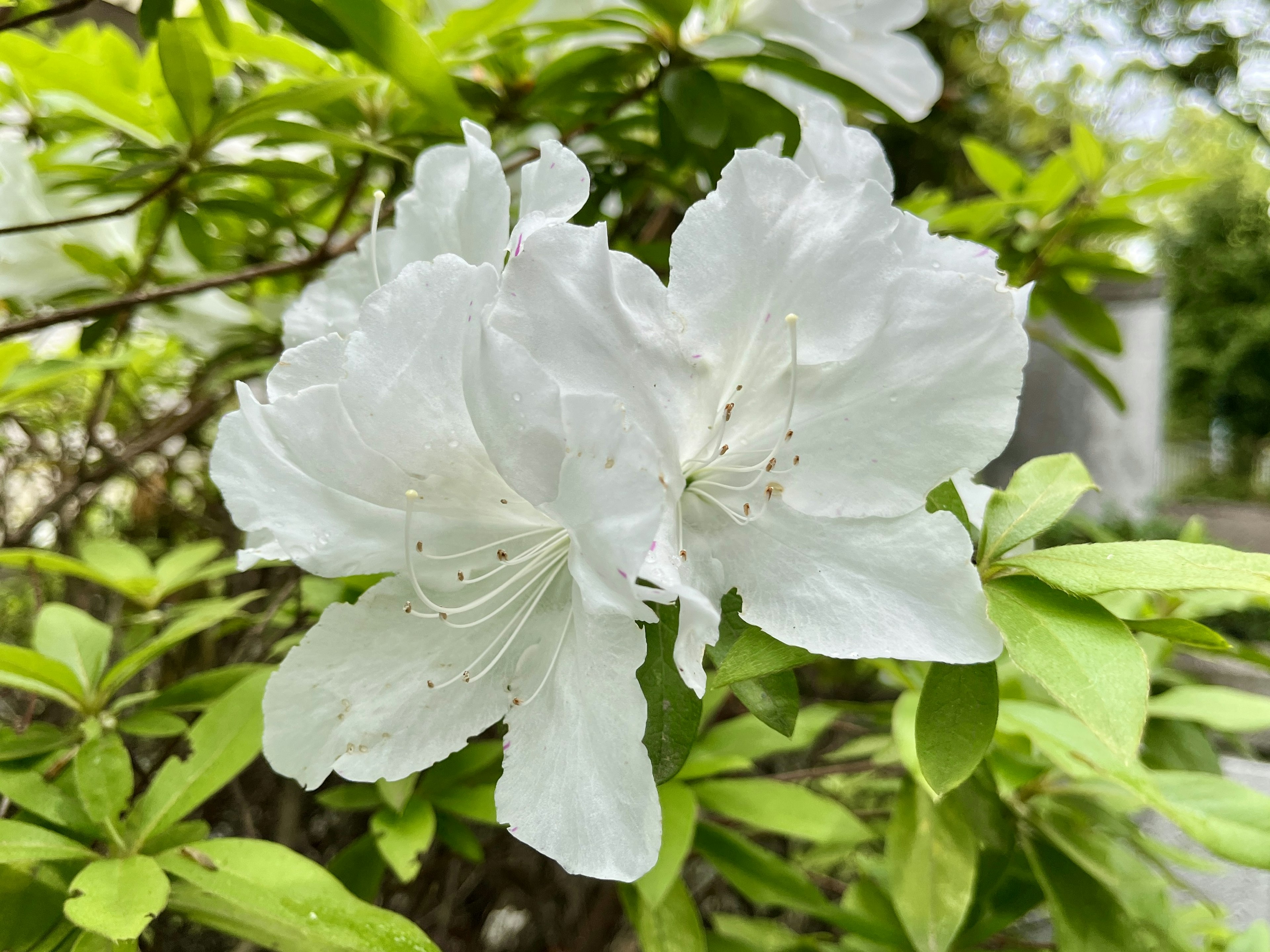 白いツツジの花が緑の葉の中で咲いている