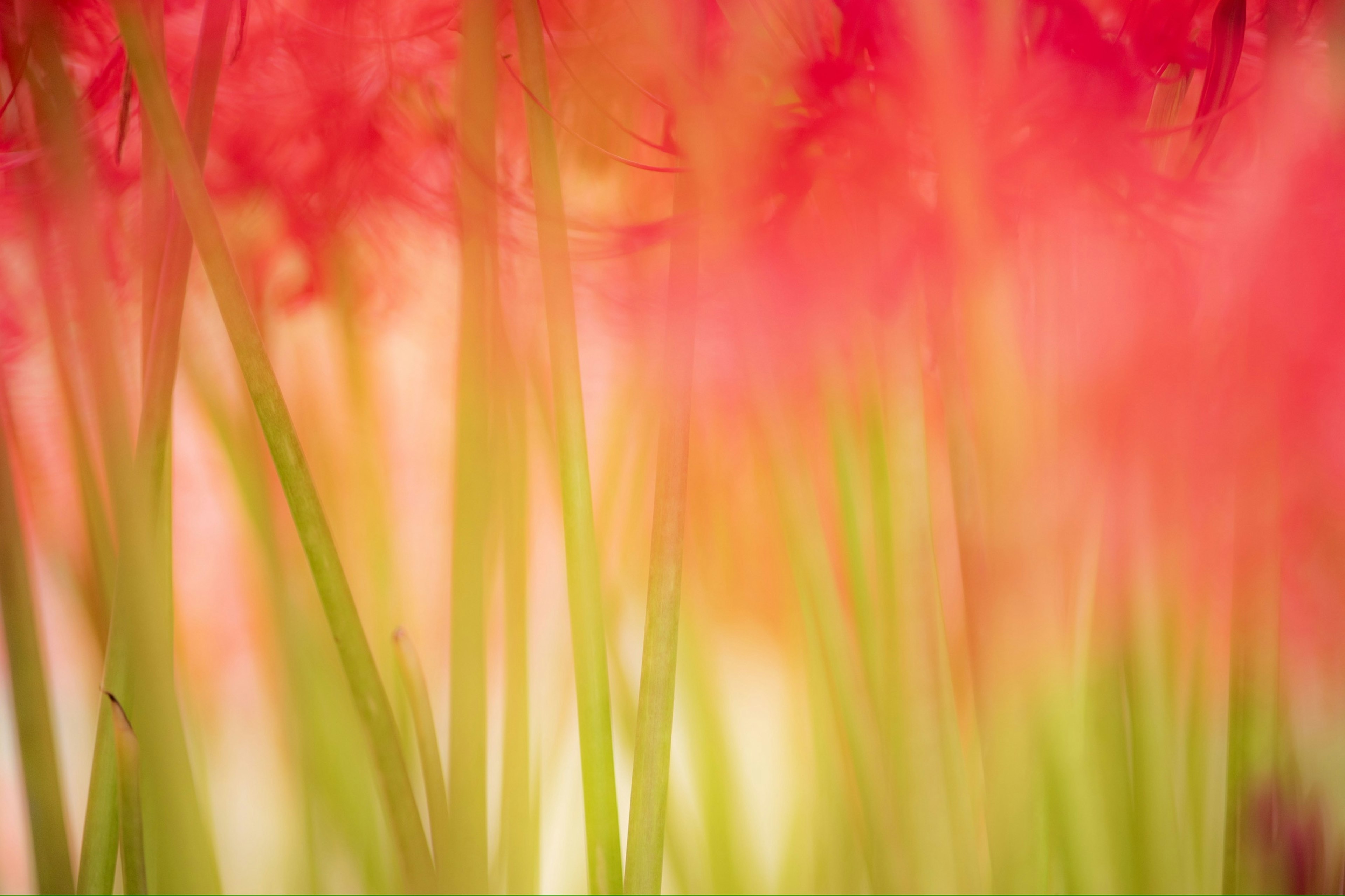 Abstract background of vibrant red and green flowers