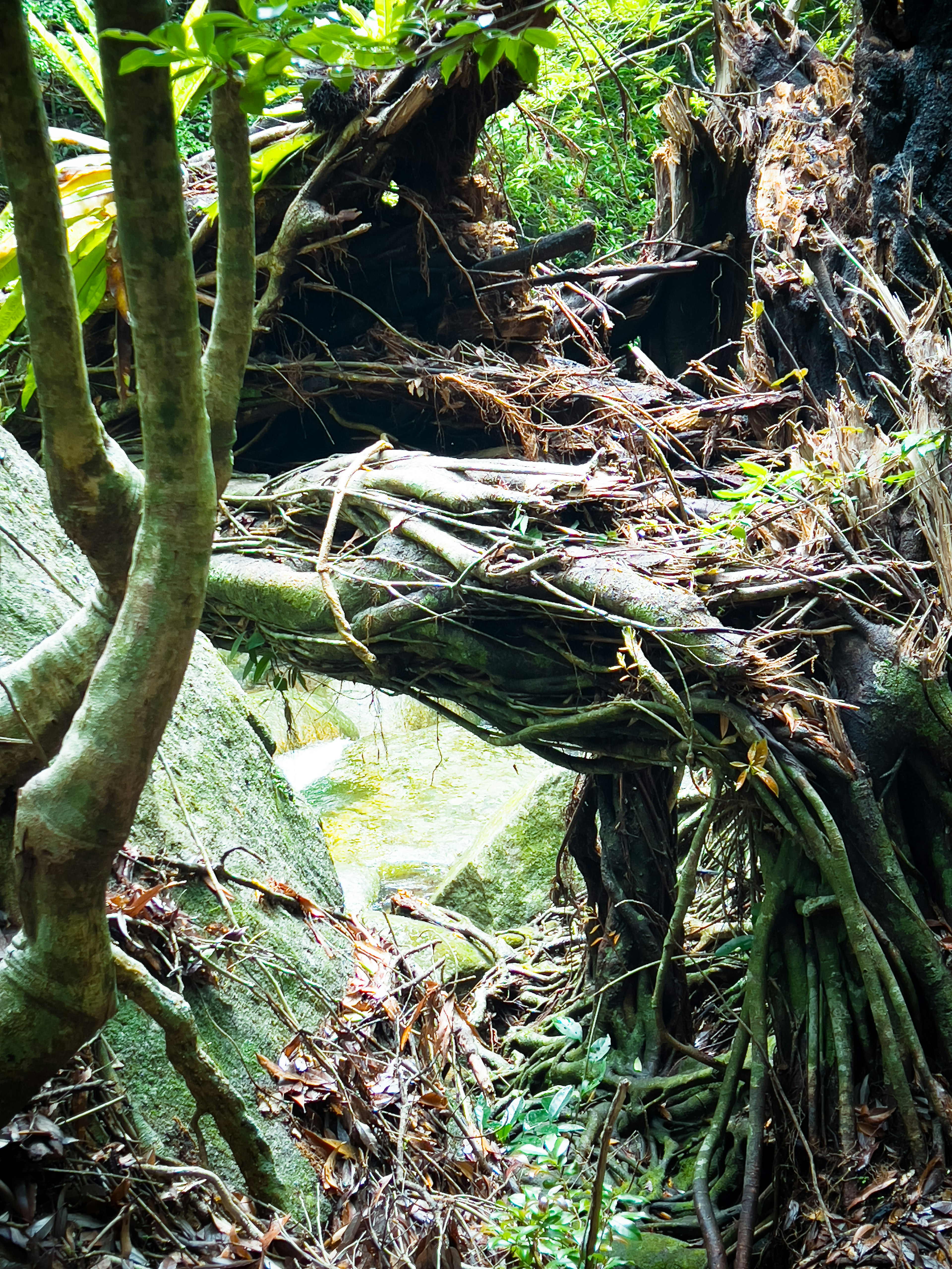 Natural arch formed by tree roots and rocks in a lush forest