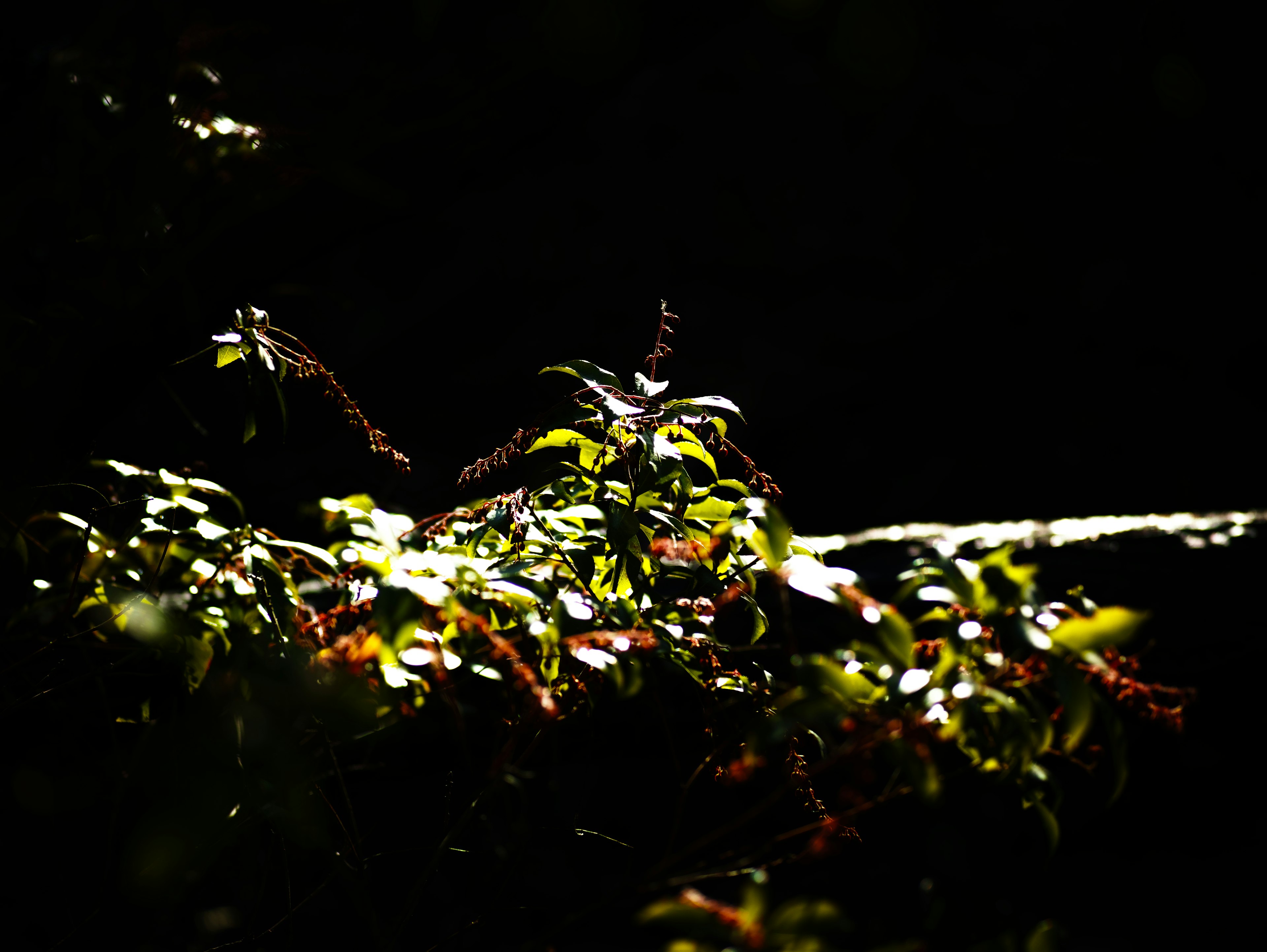 Details of green leaves and plants against a dark background