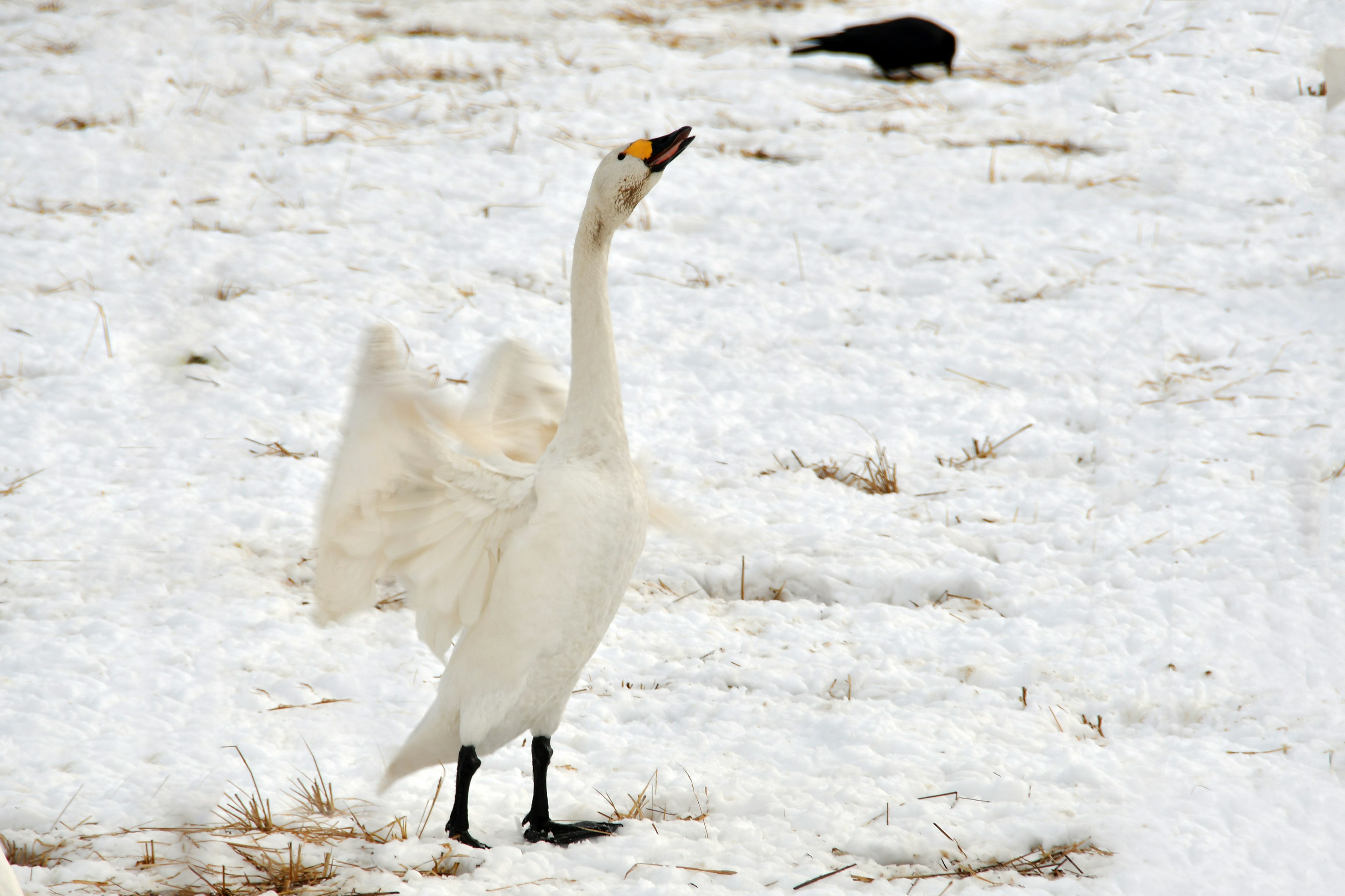 Un cisne blanco extendiendo sus alas en un paisaje nevado