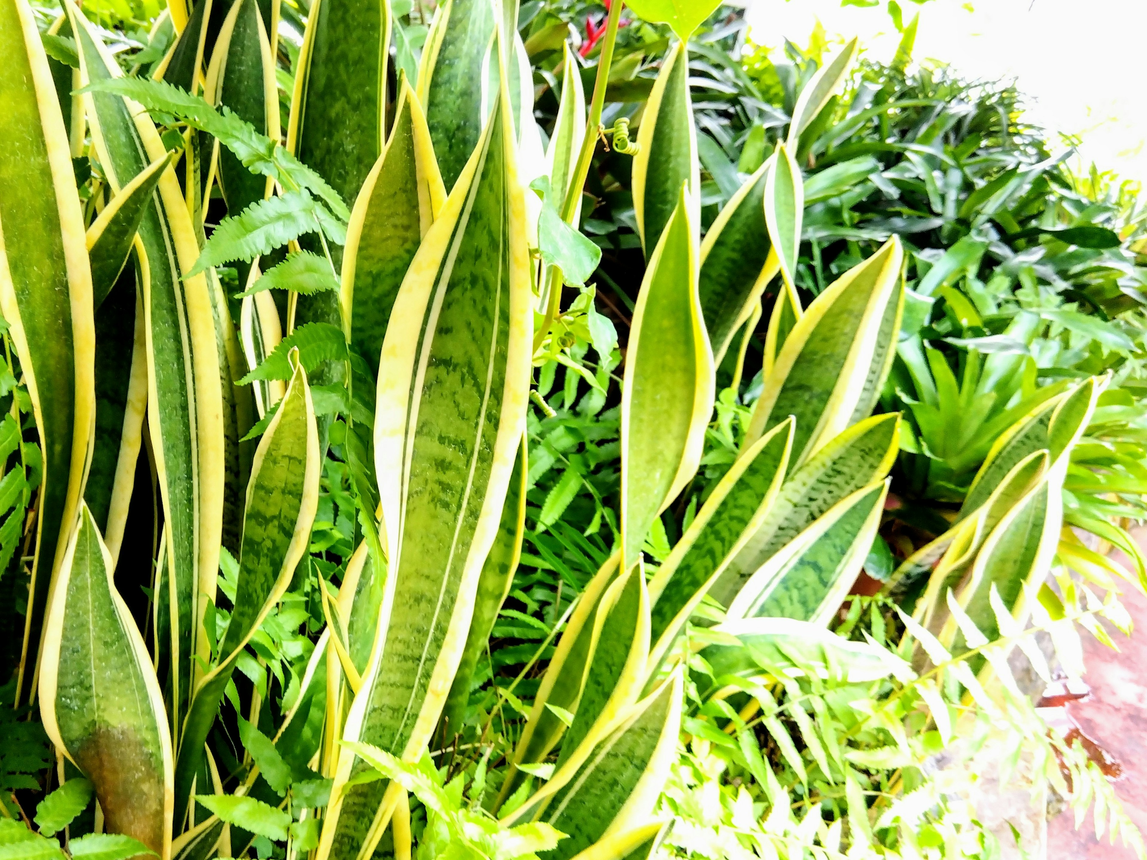 Cluster of vibrant green Sansevieria plants with yellow edges