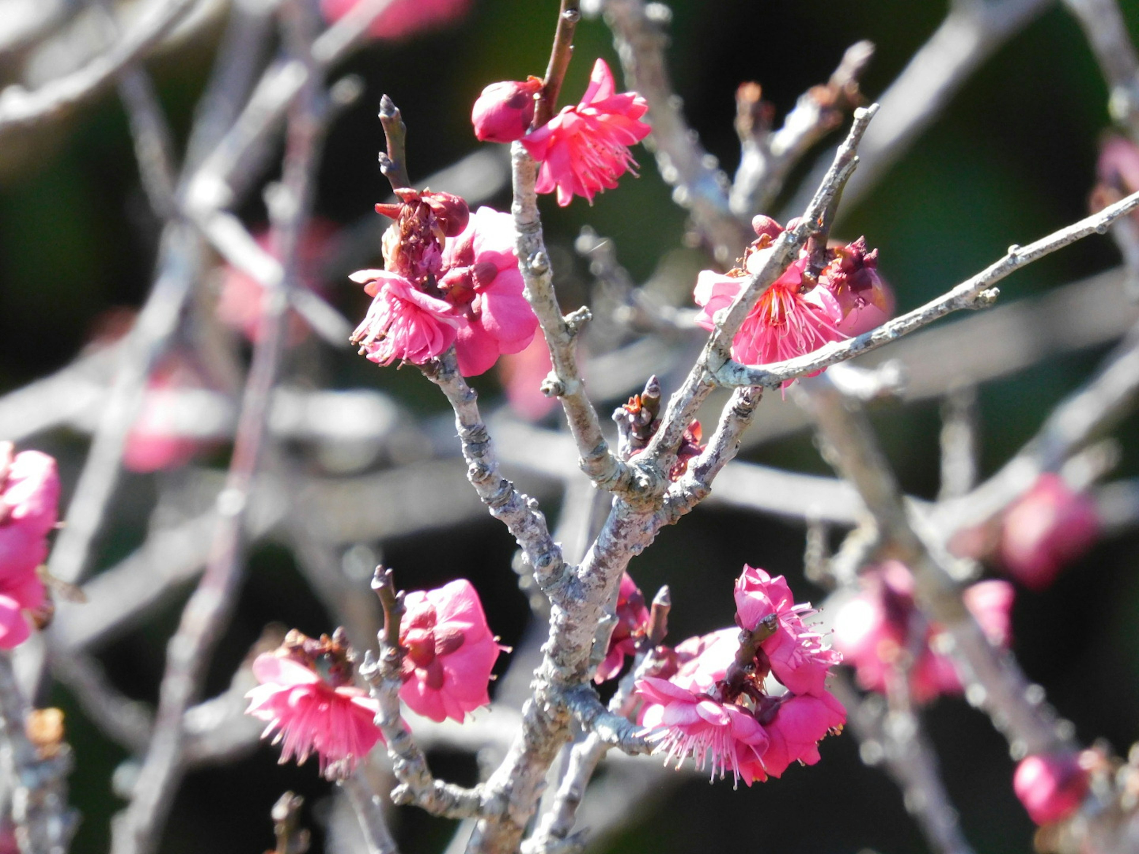 Primo piano di rami con fiori rosa vivaci