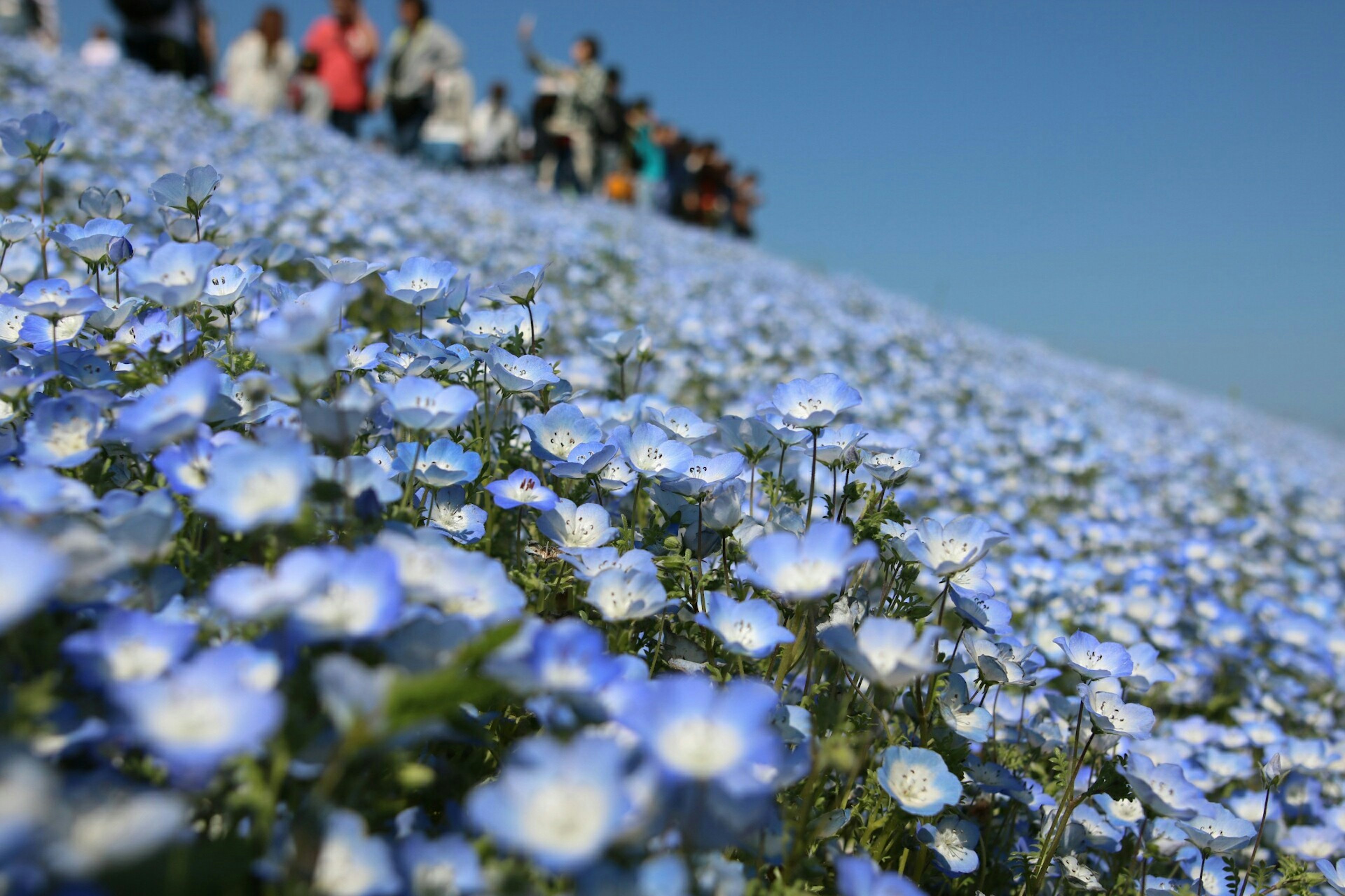 青い花が広がる丘で人々が楽しむ風景