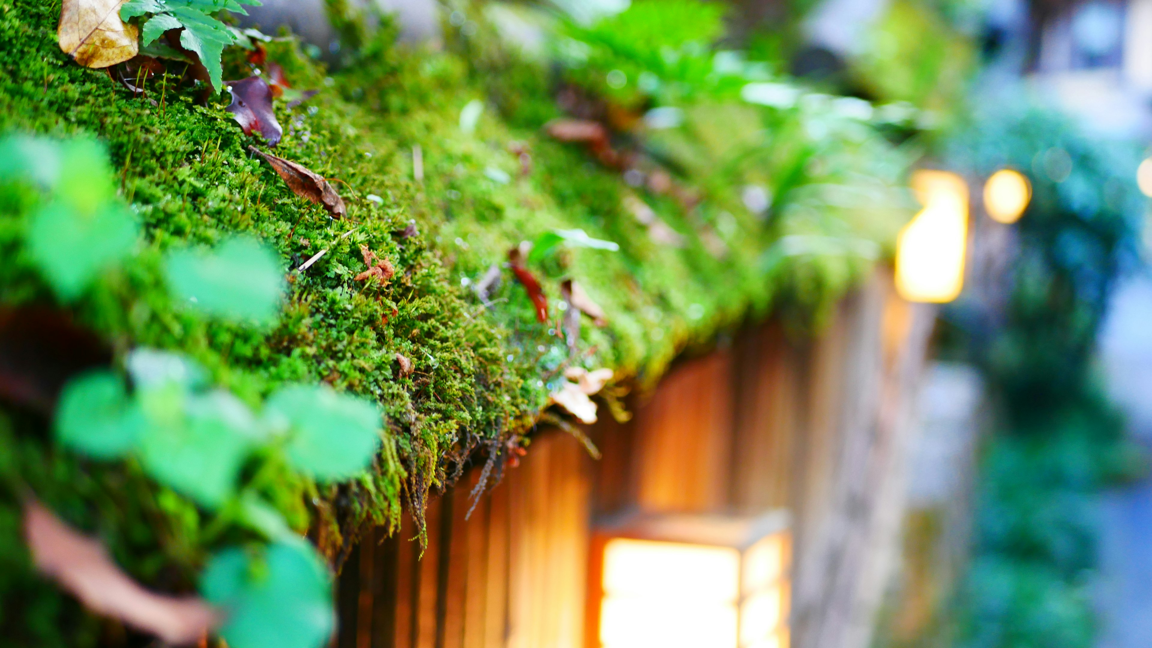 緑の苔と小さな植物が生えた木製のフェンスとその周りのソフトな光