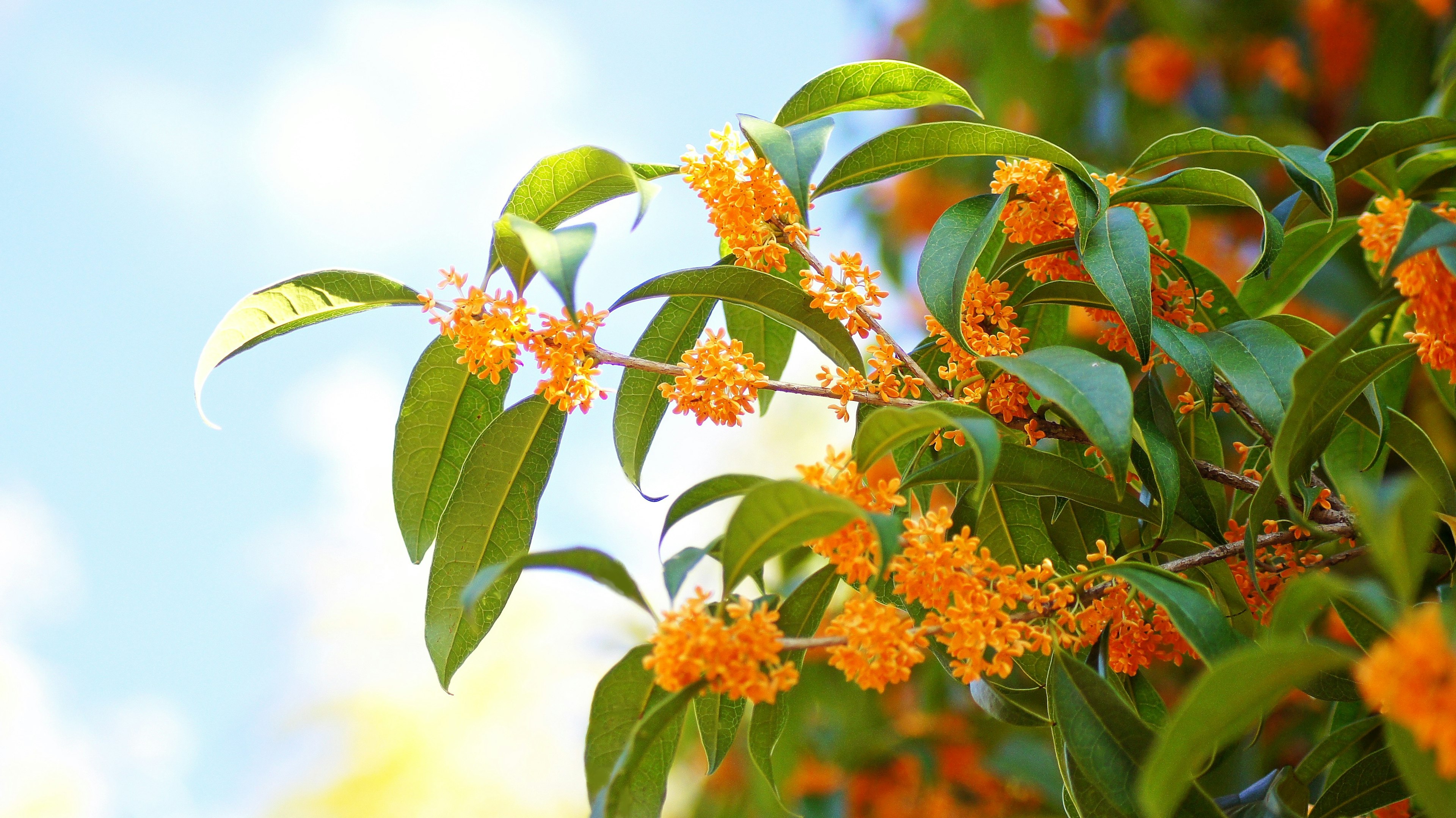 Zweig eines Baumes mit lebhaften orangefarbenen Blumen vor blauem Himmel