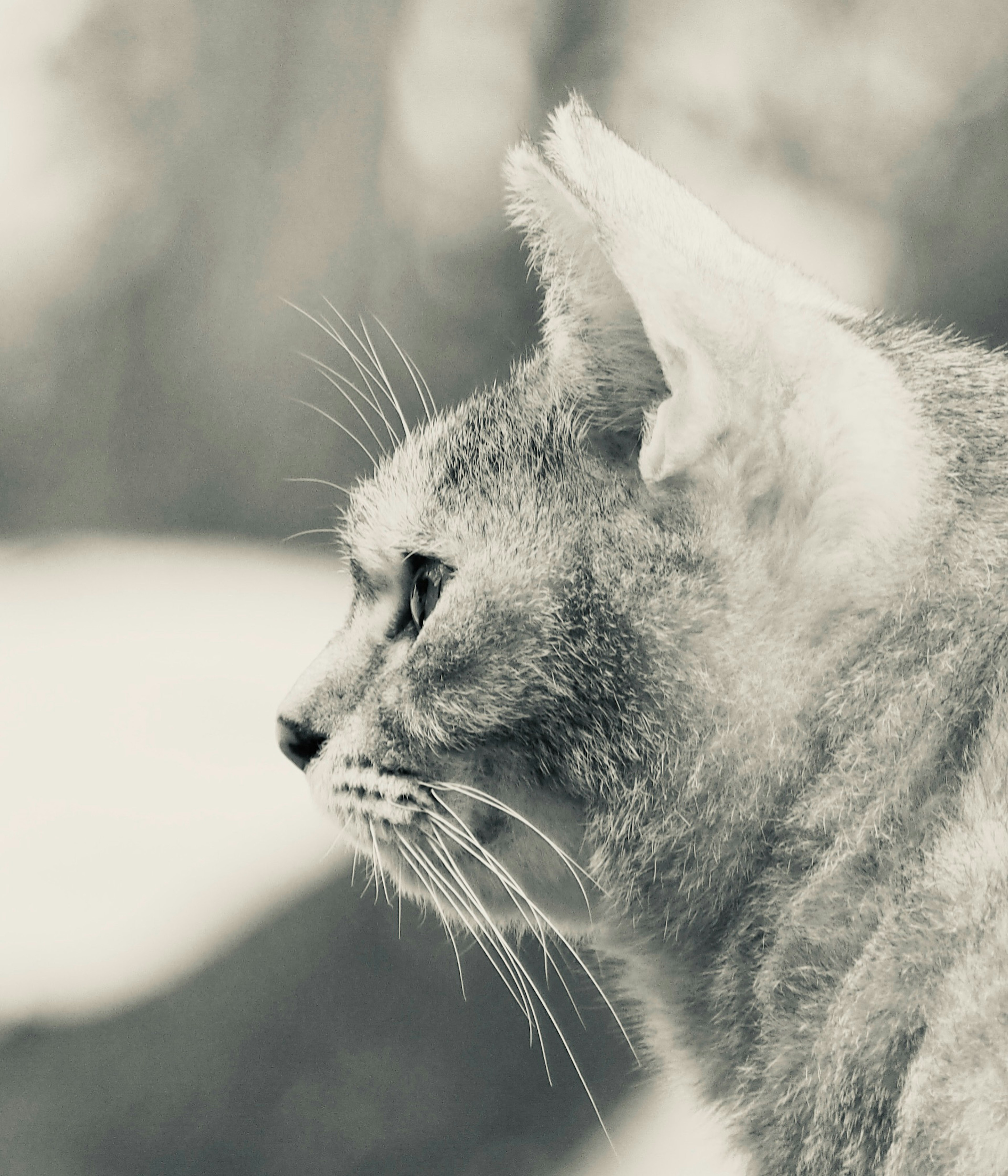 Nahaufnahme des Profils einer Katze in Schwarz-Weiß