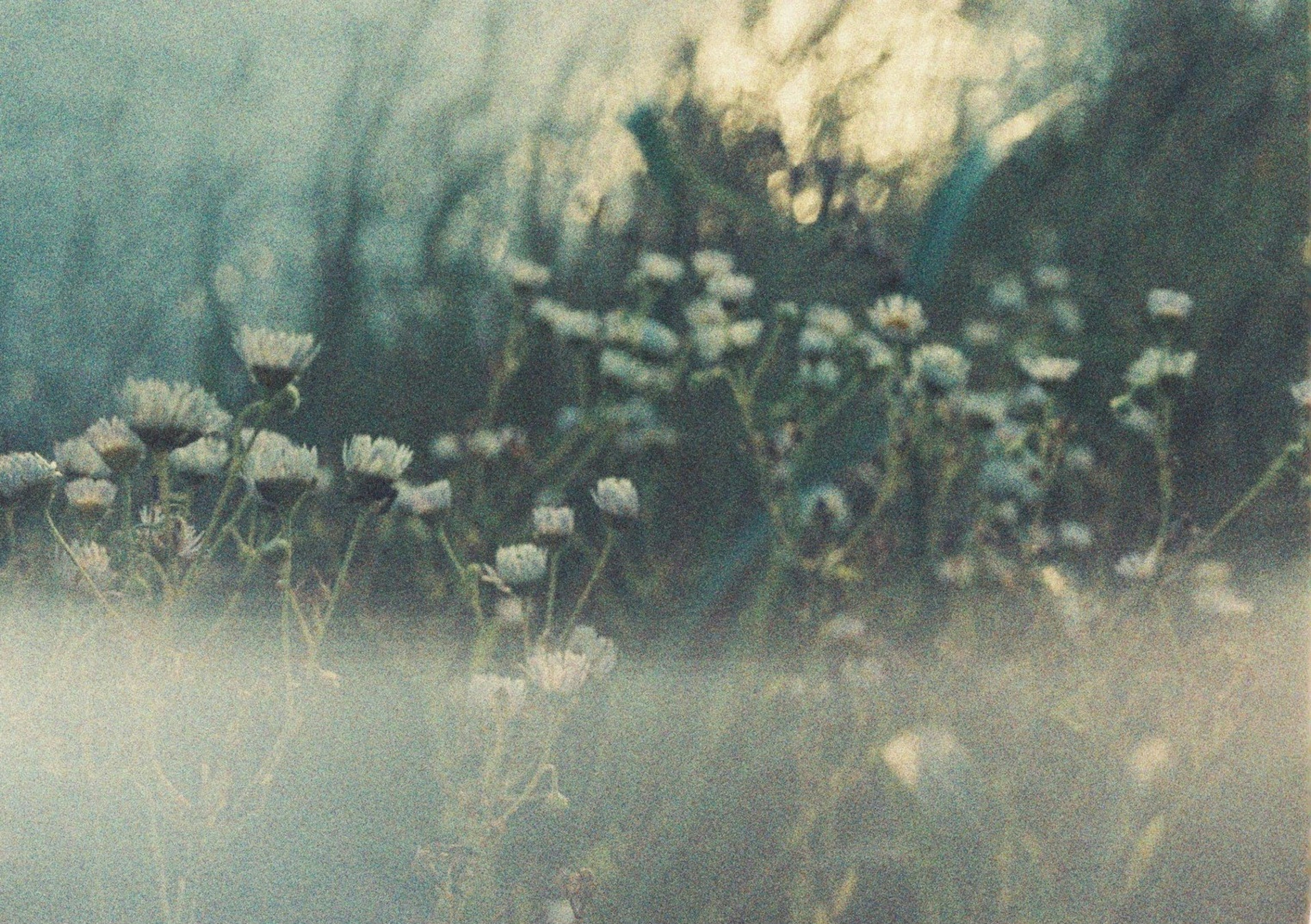 Sanft beleuchteter Haufen von Wildblumen mit verschwommenem Hintergrund