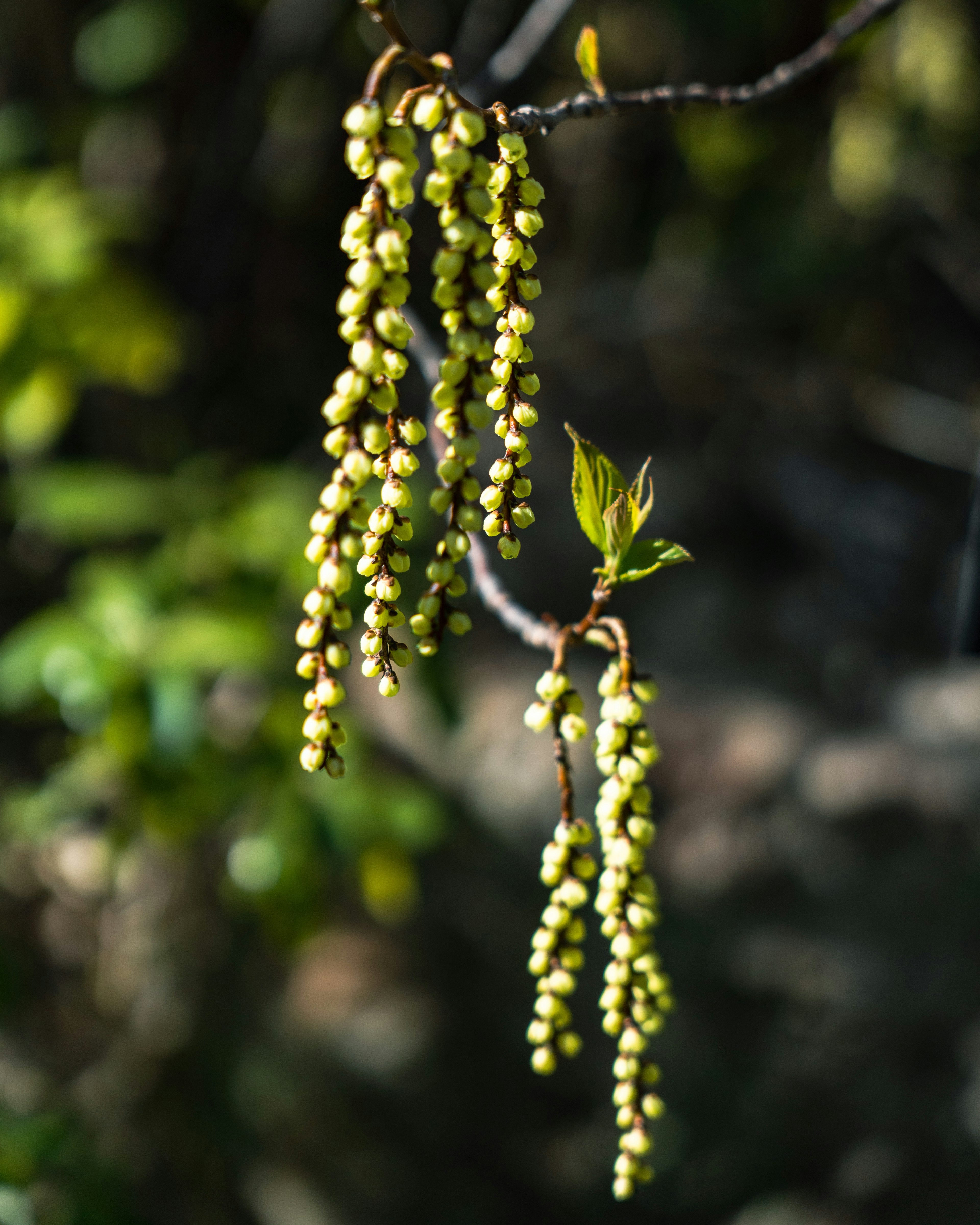 Gros plan sur une branche avec des fruits verts suspendus