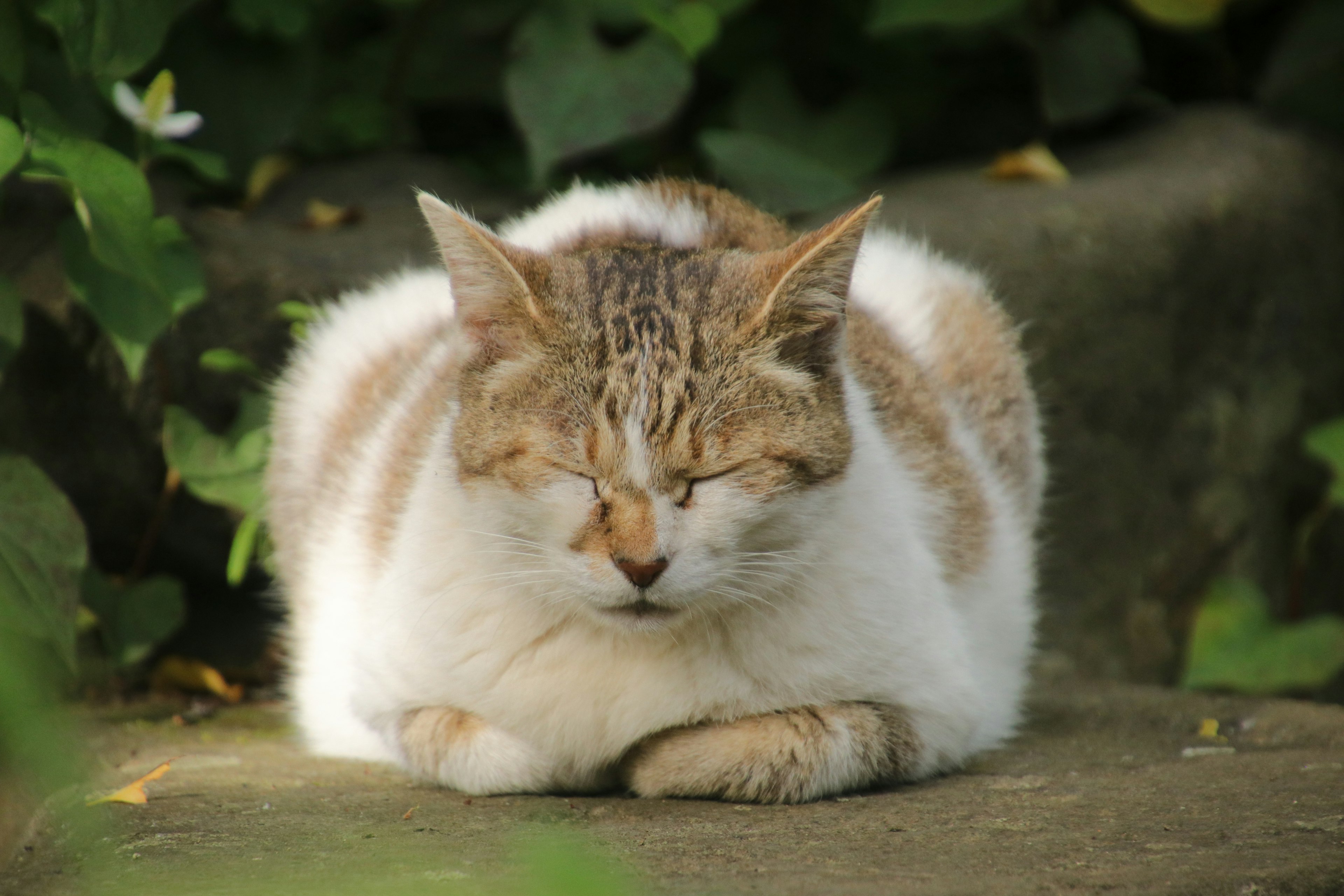 白い毛に茶色の斑点の猫が石の上で眠っている