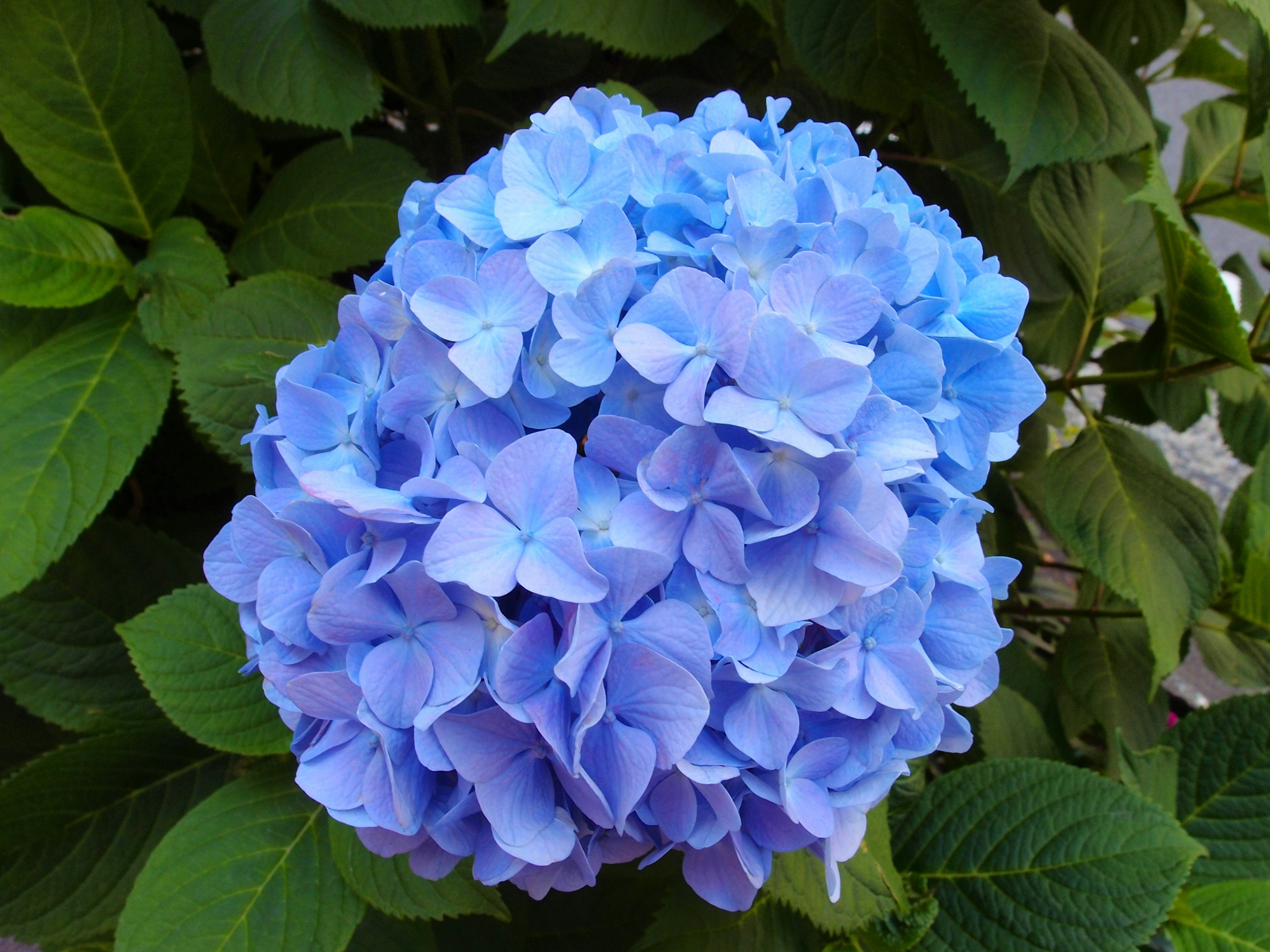 Blue hydrangea flower blooming among green leaves