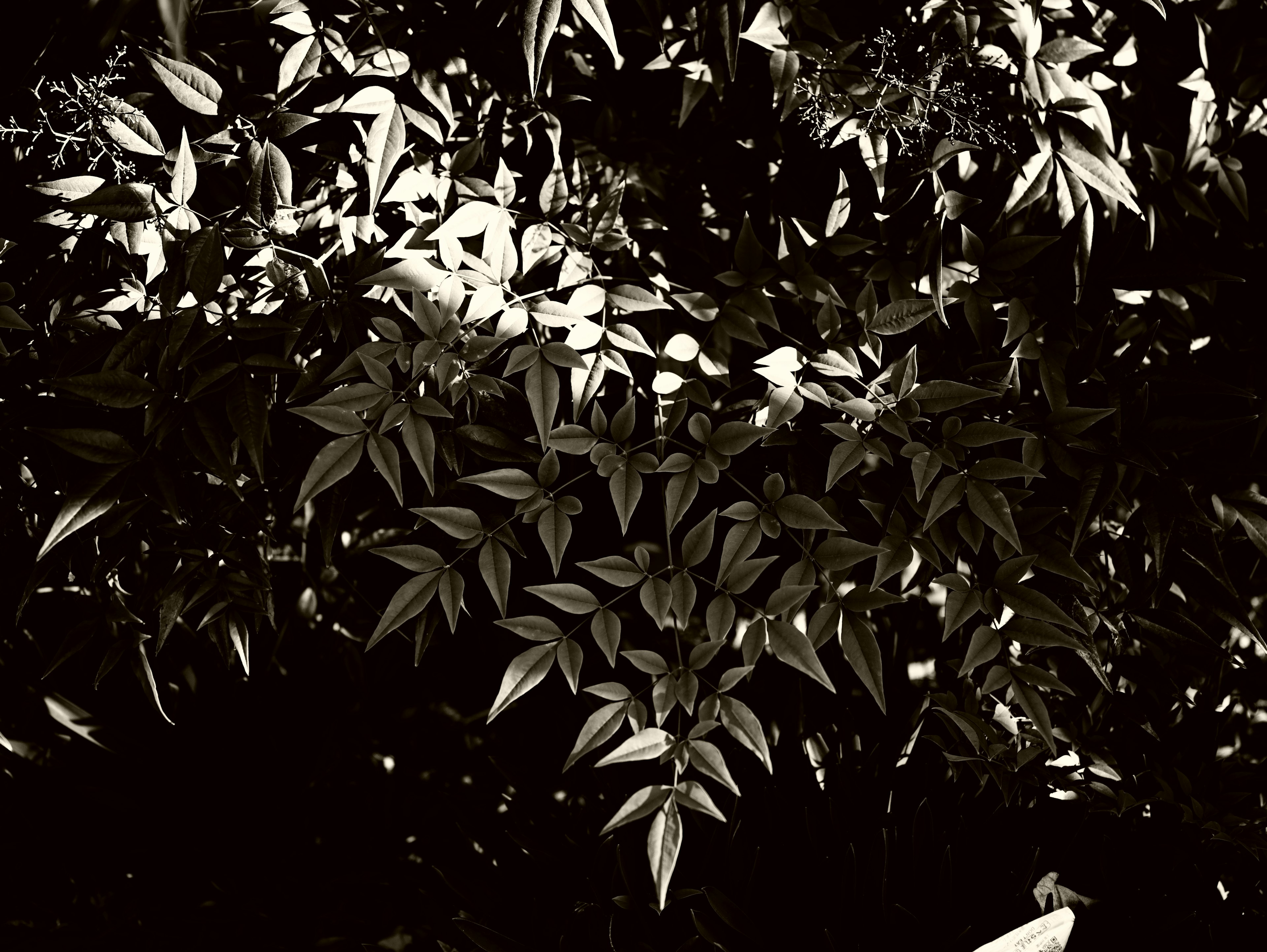 Black and white image of leaves with striking light and shadow contrast