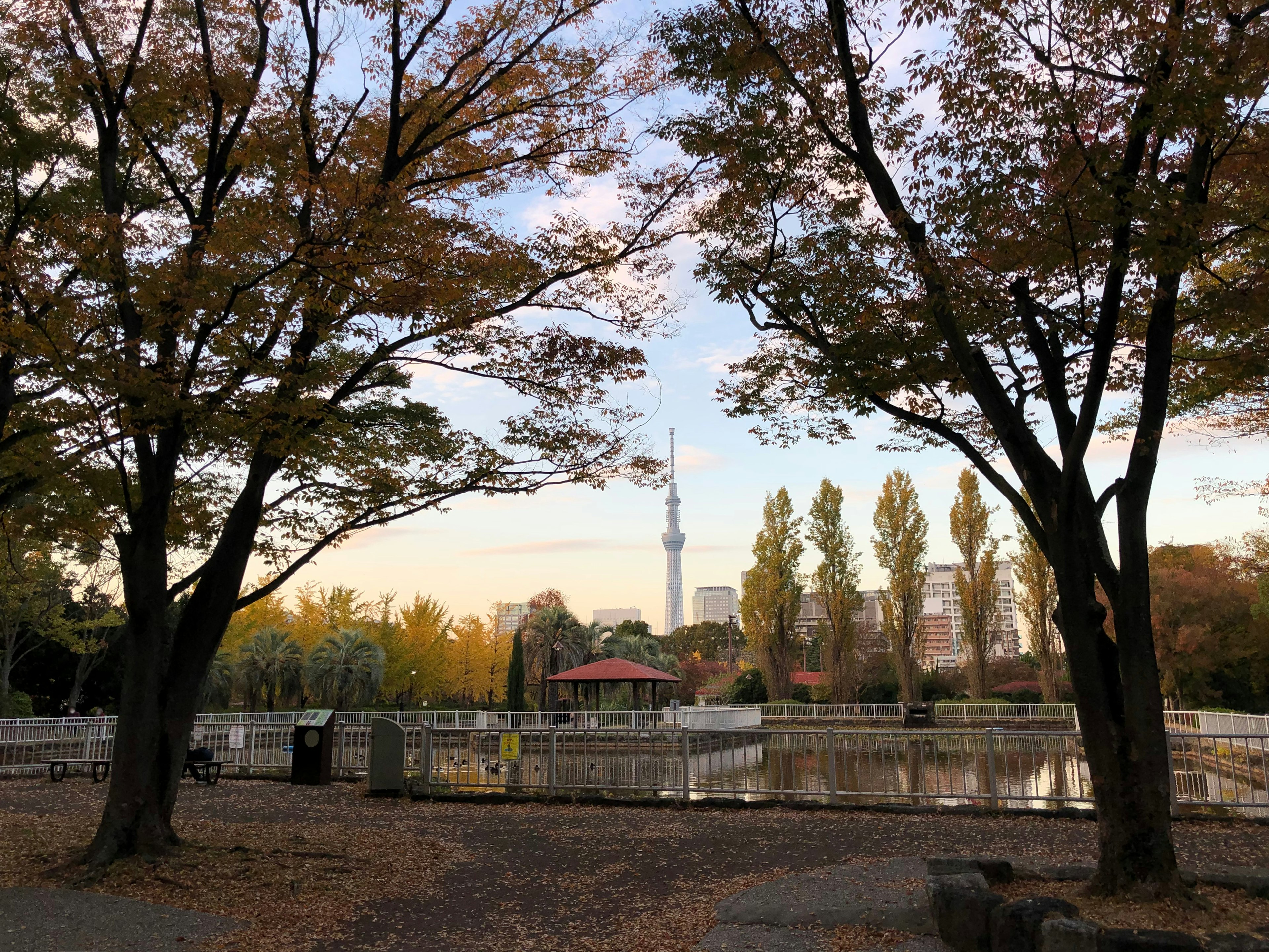 Pemandangan taman musim gugur dengan Tokyo Skytree terlihat