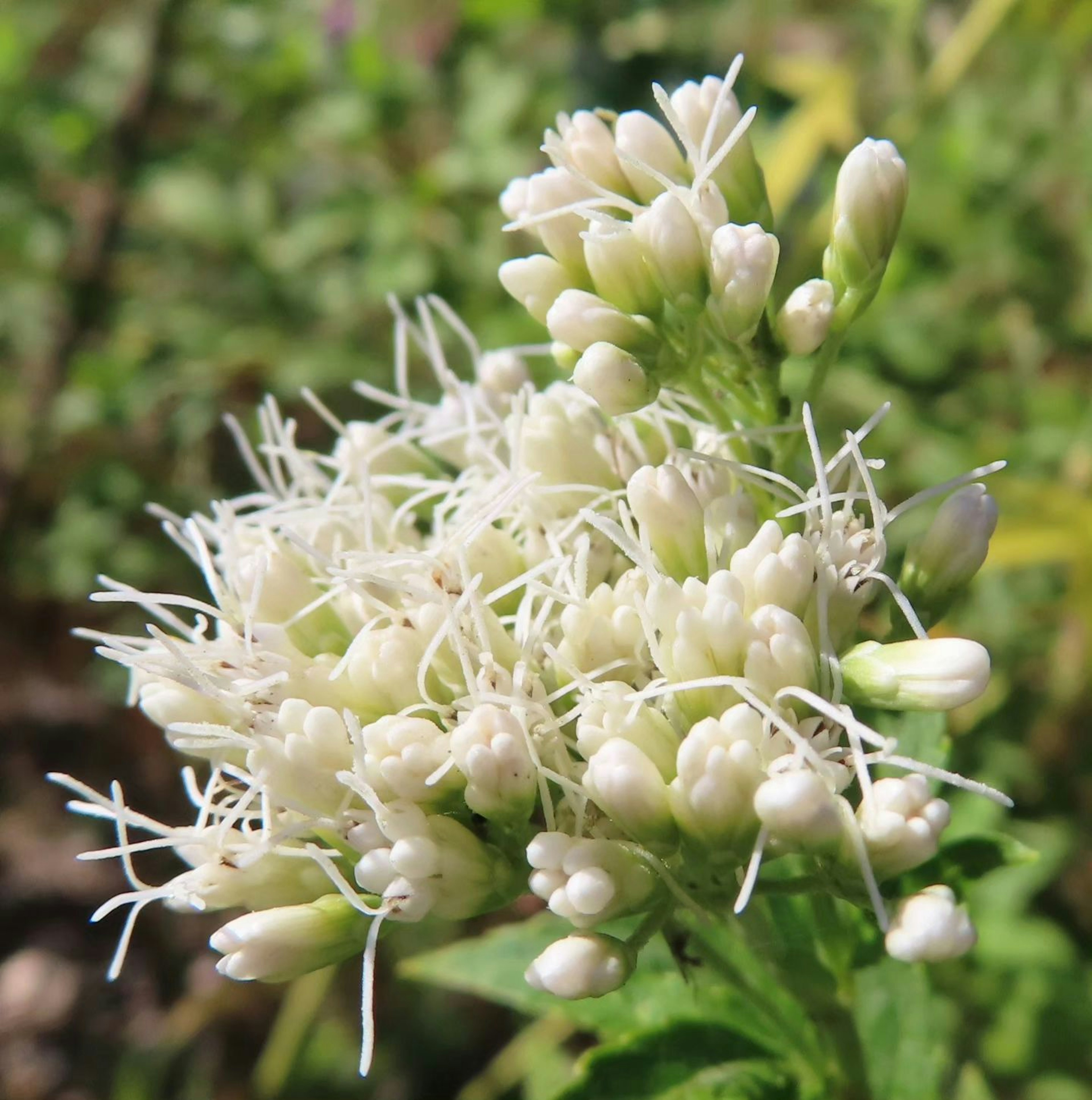 Acercamiento de una planta con flores blancas agrupadas