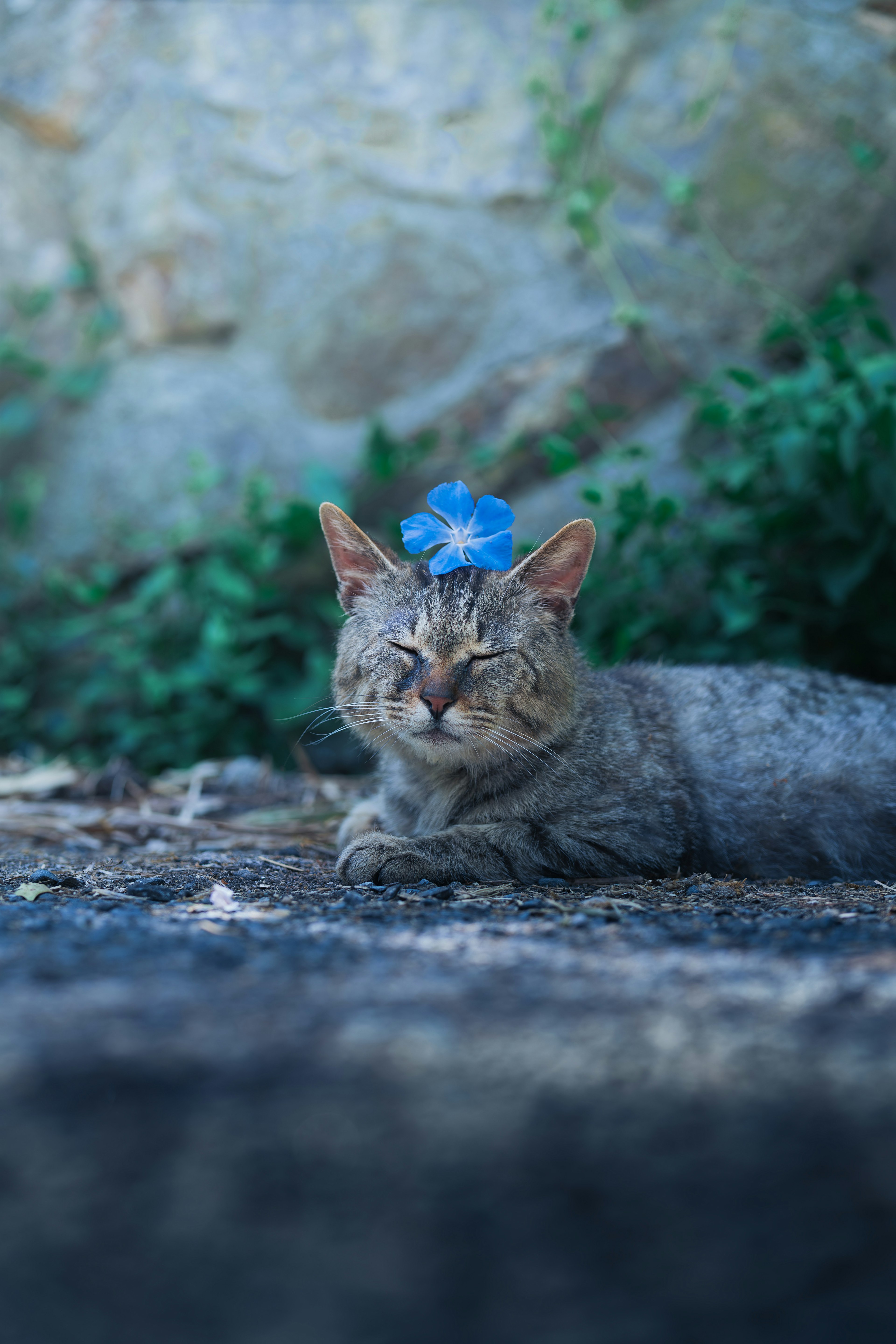 A cat lying down with a blue bow on its head