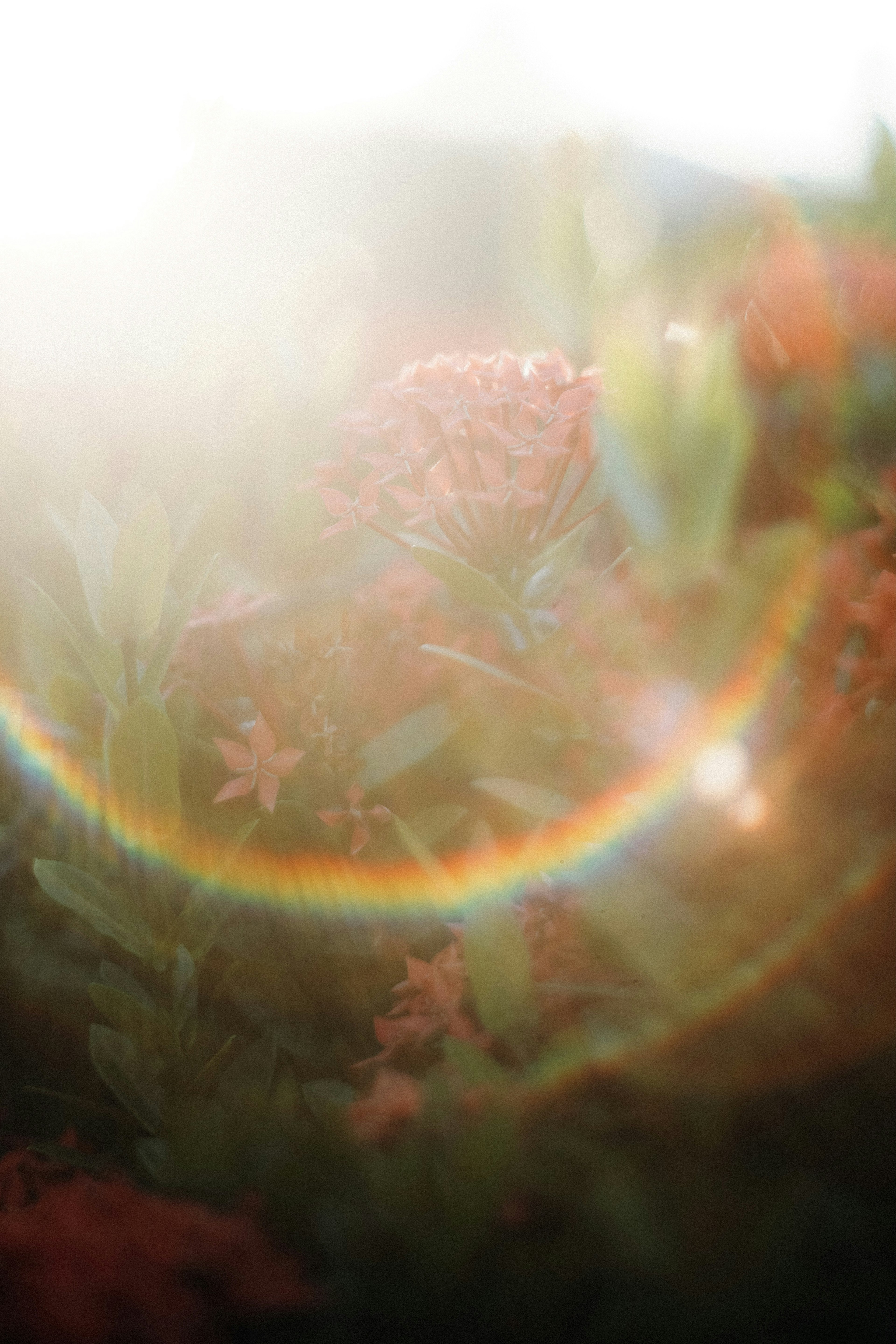 Luce morbida che avvolge fiori con un alone arcobaleno