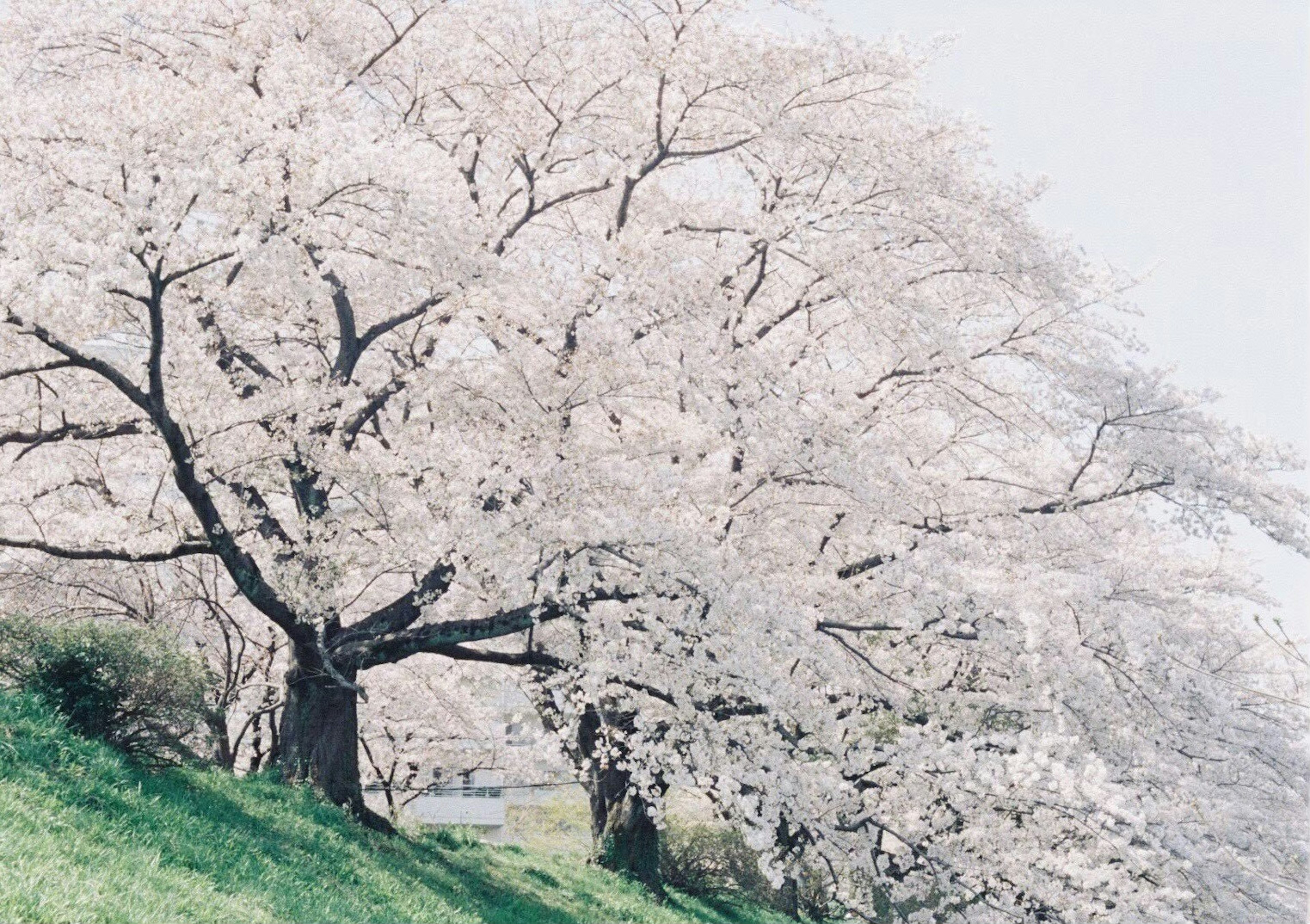 桜の木が満開の風景、淡いピンクの花が咲いている