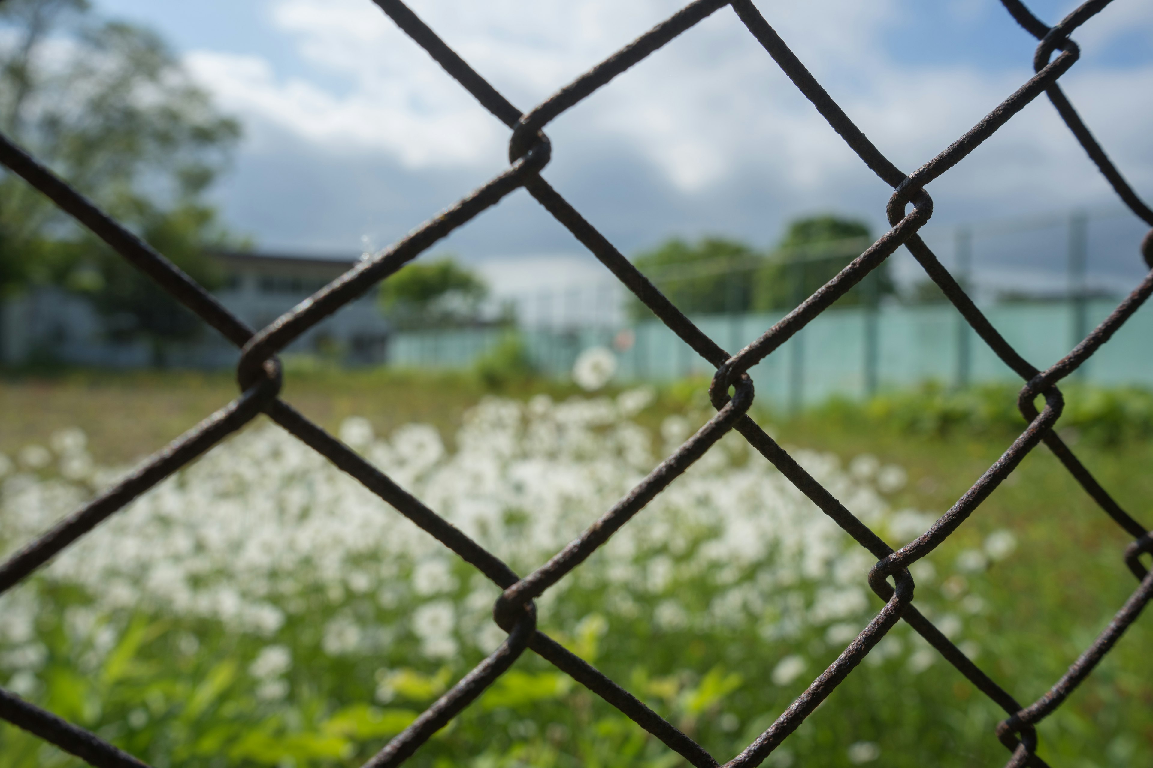 Vue d'un champ herbeux avec des fleurs blanches à travers une clôture en treillis métallique