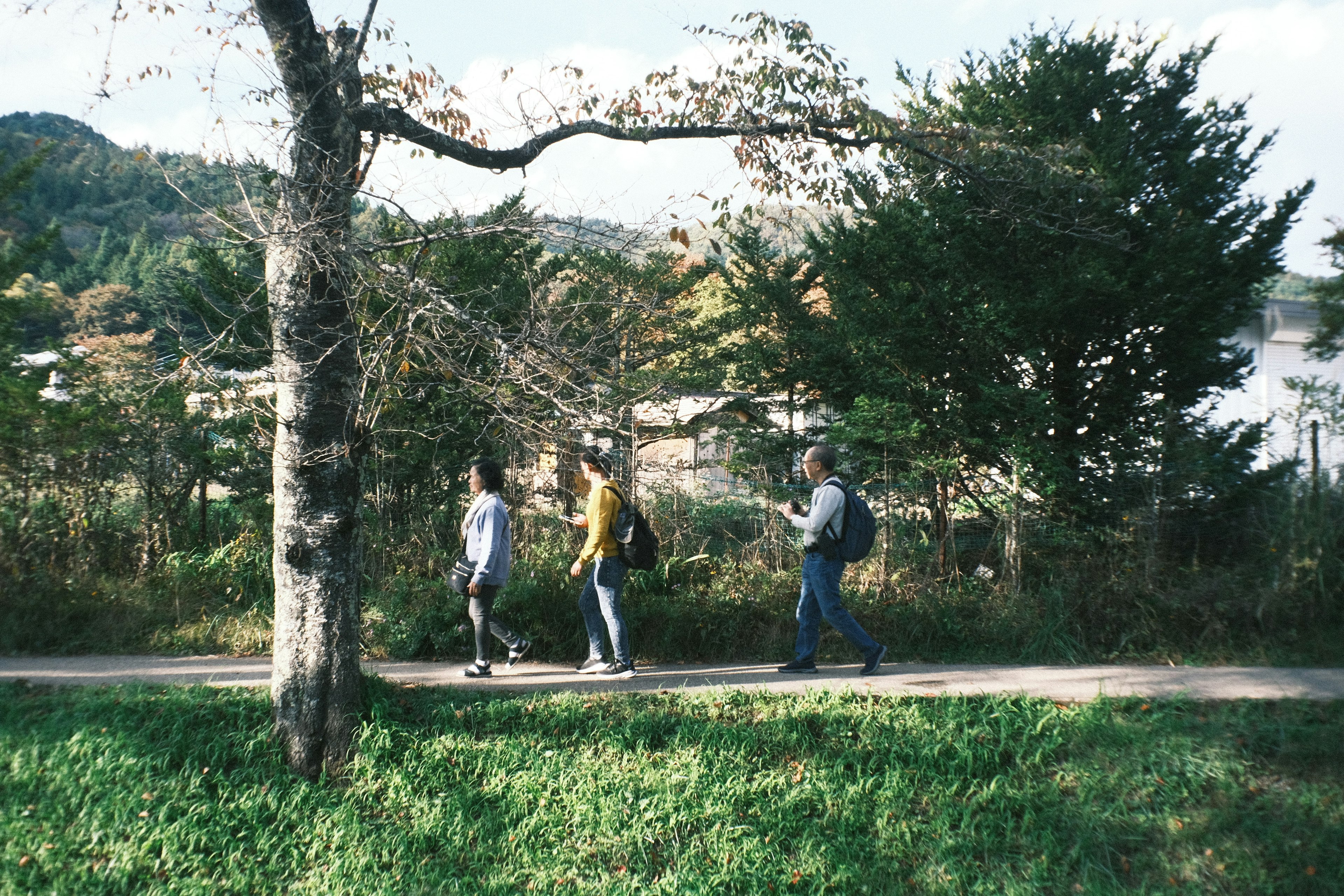 Three people walking on a path surrounded by greenery and trees