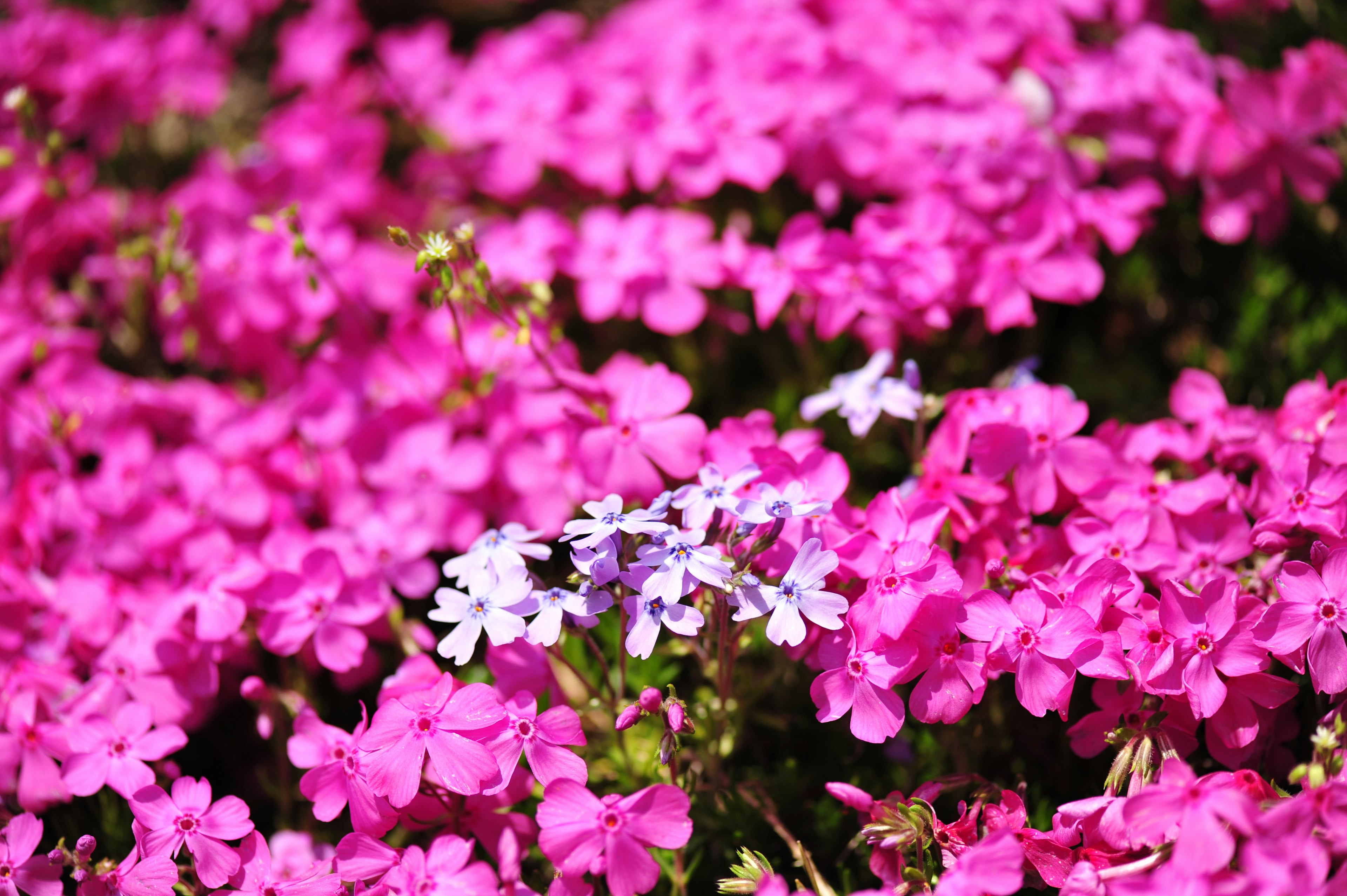 Vibrant pink flowers with a few white blooms in a garden setting