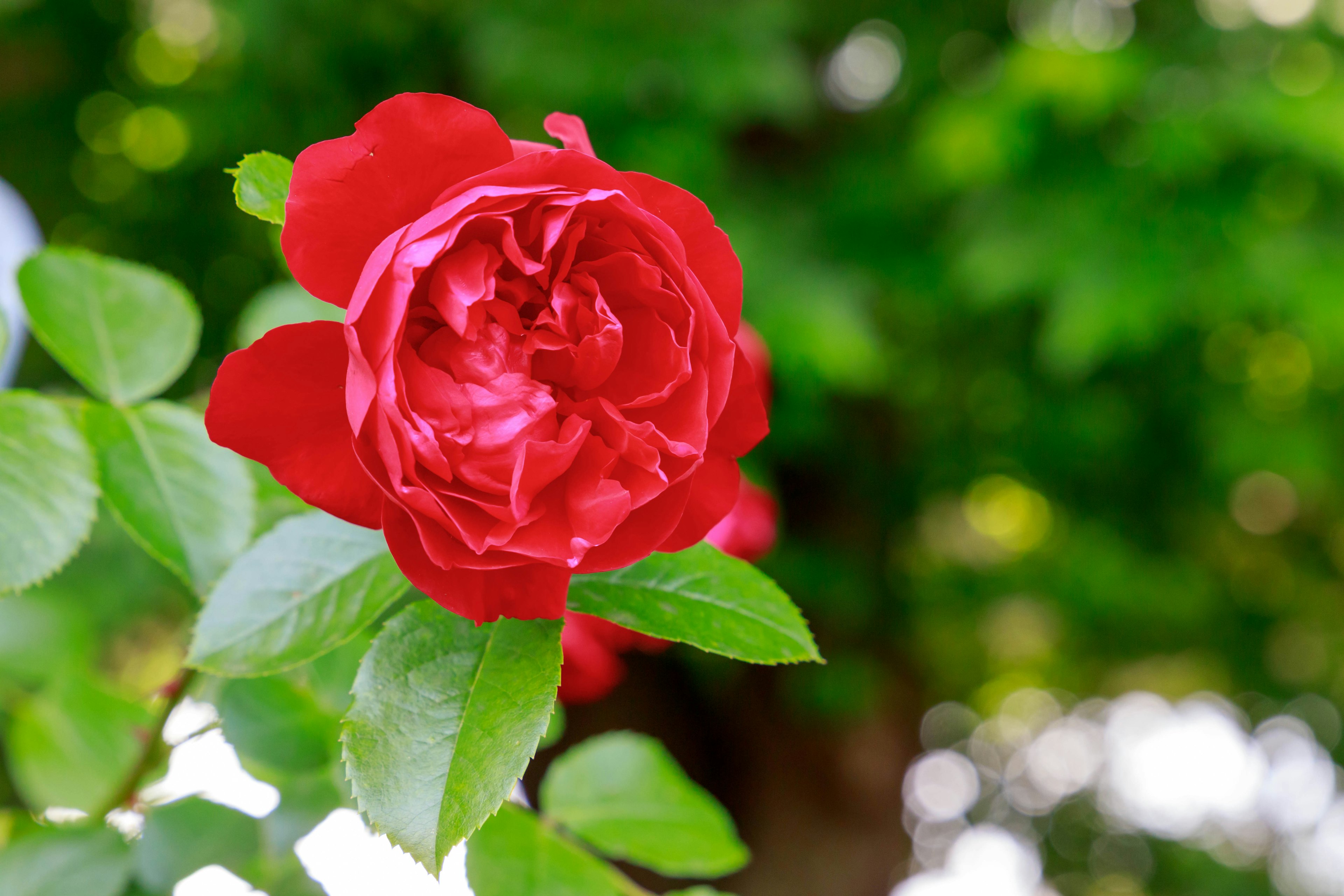 Lebendige rote Rosenblüte mit grünen Blättern vor einem verschwommenen Hintergrund