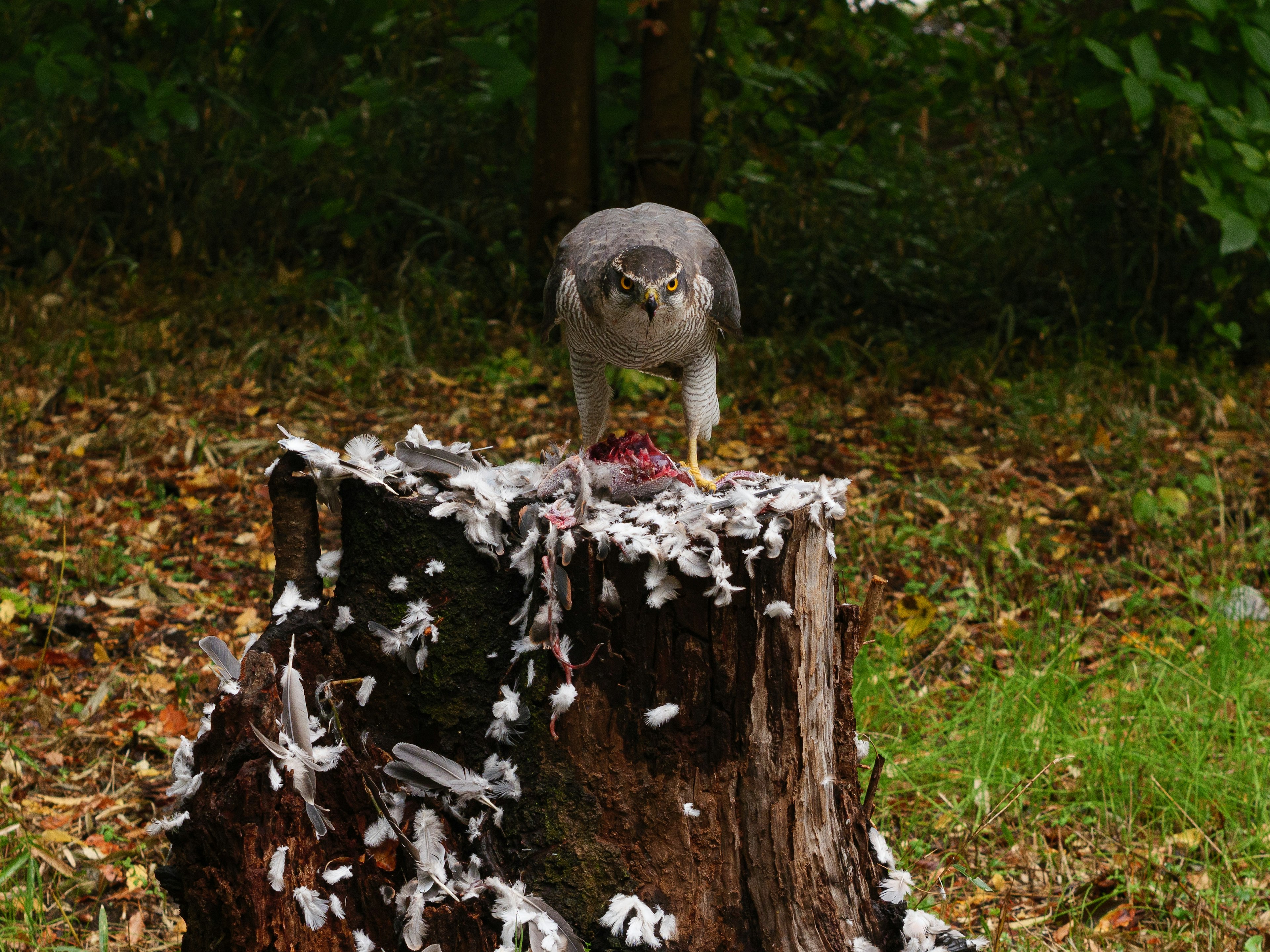 Ein Vogel, der auf einem Baumstumpf sitzt, mit verstreuten Federn darum herum