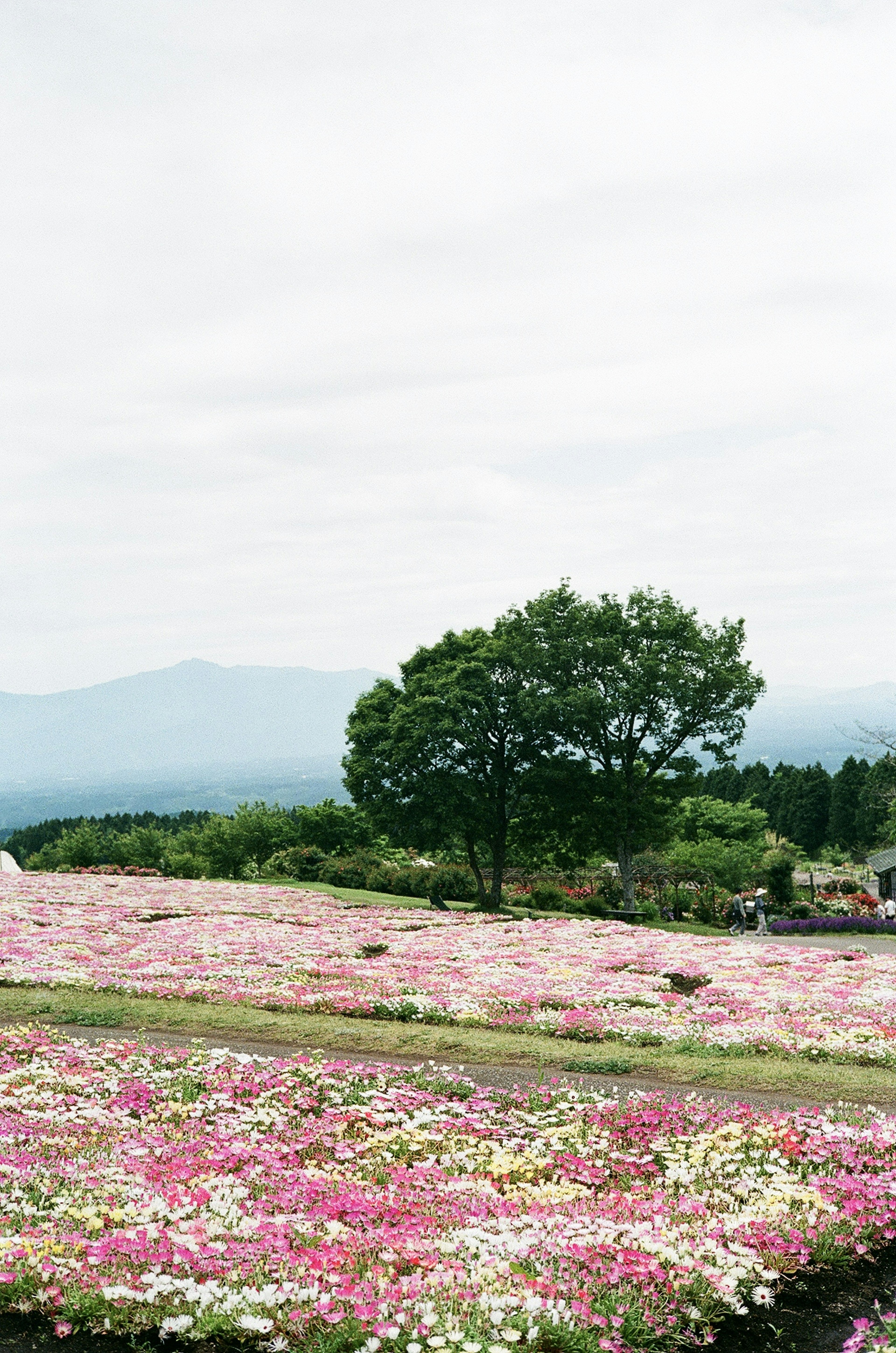 美しい花畑と緑の木がある風景