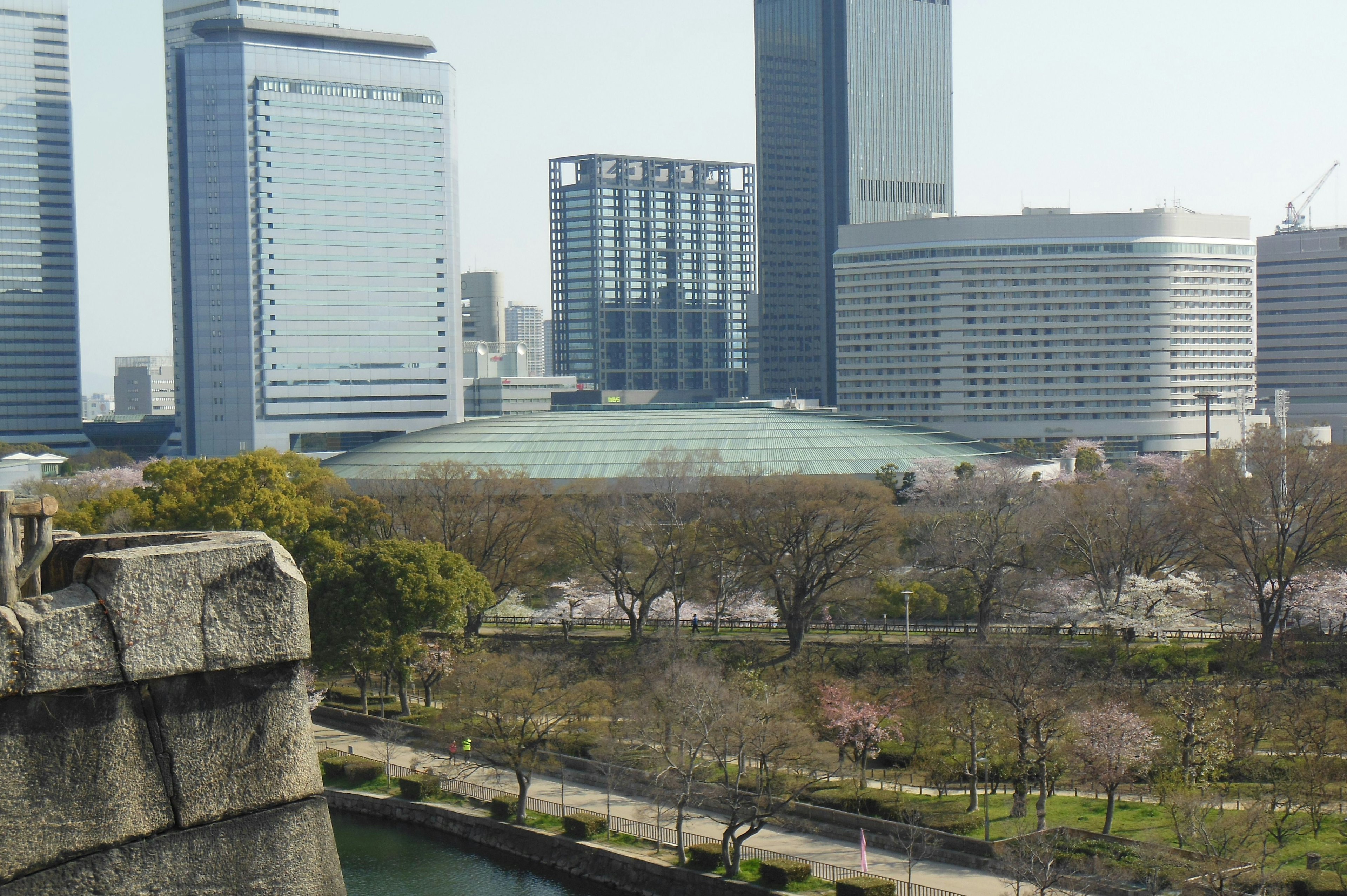 都市のスカイラインと桜の木が見える風景