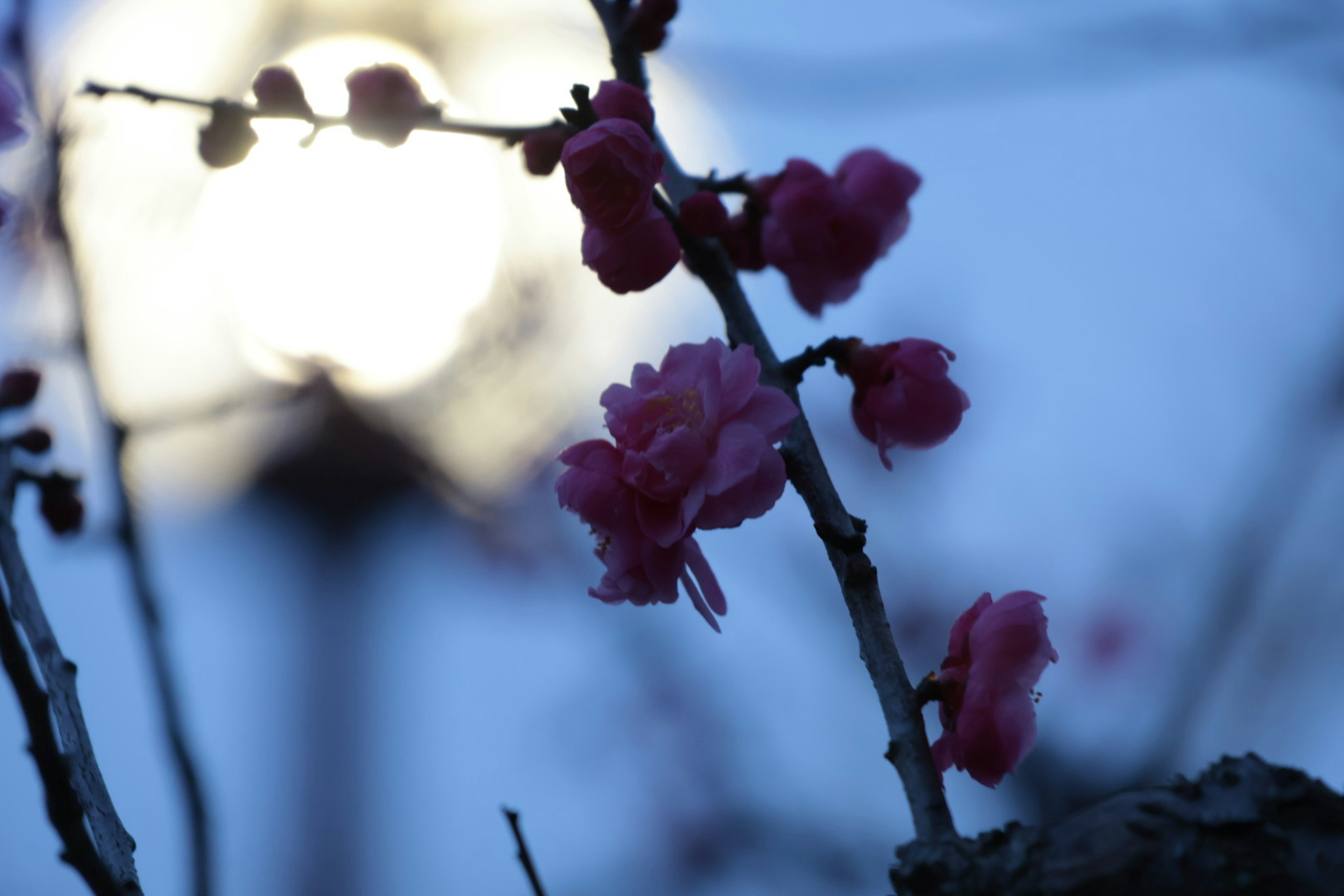 昏暗光線中盛開的粉色花朵和背景模糊的光