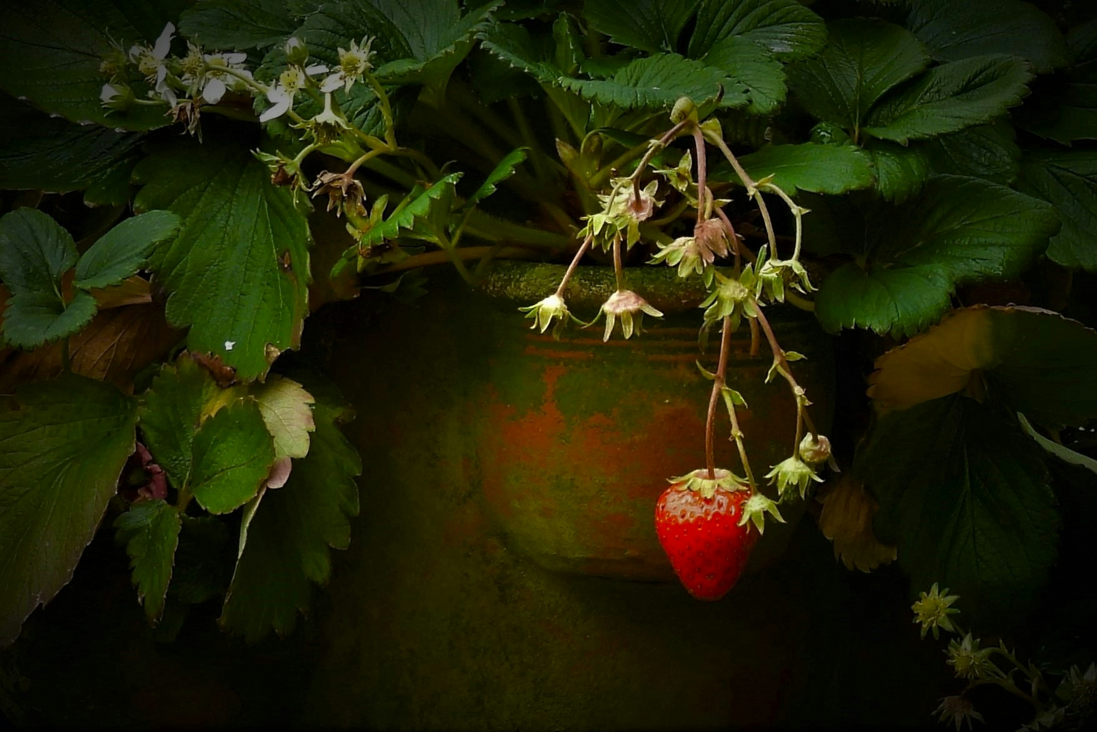 Primo piano di una pianta di fragole con una fragola rossa matura e fiori bianchi