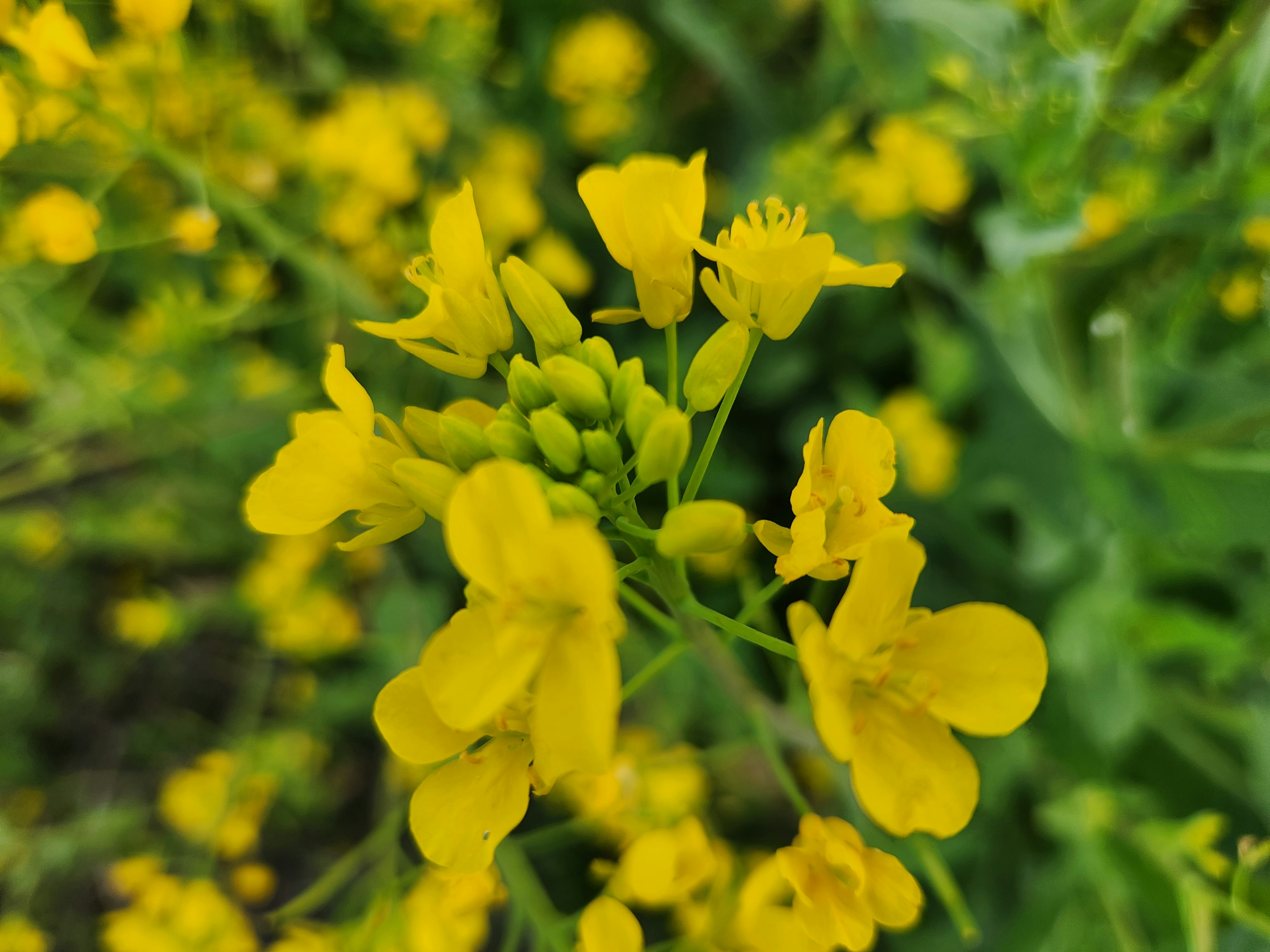 Primo piano di una pianta con fiori gialli vivaci e foglie verdi