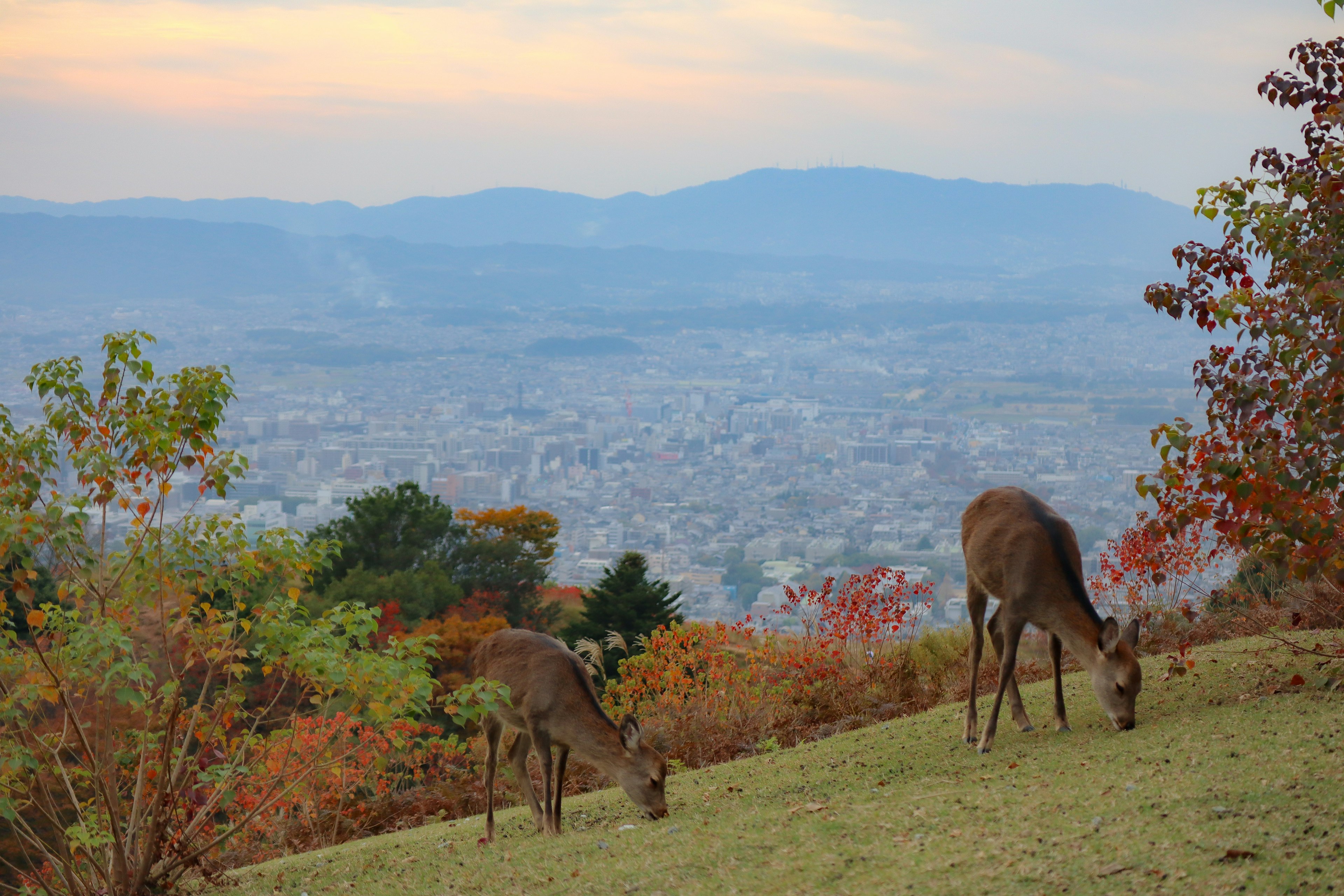 秋の色彩の中で草を食べる鹿と遠くの街の風景