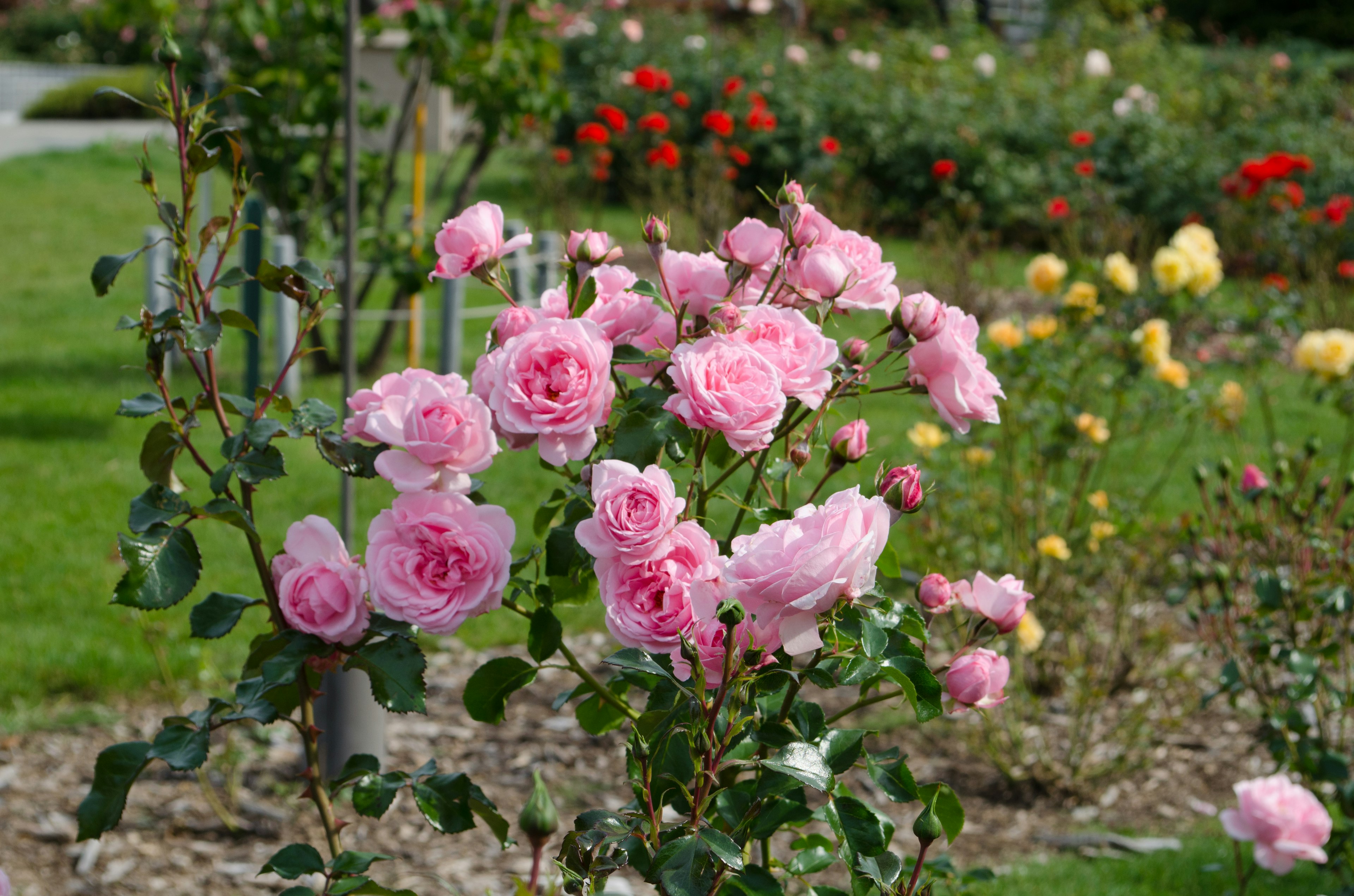 A beautiful garden scene with blooming pink roses