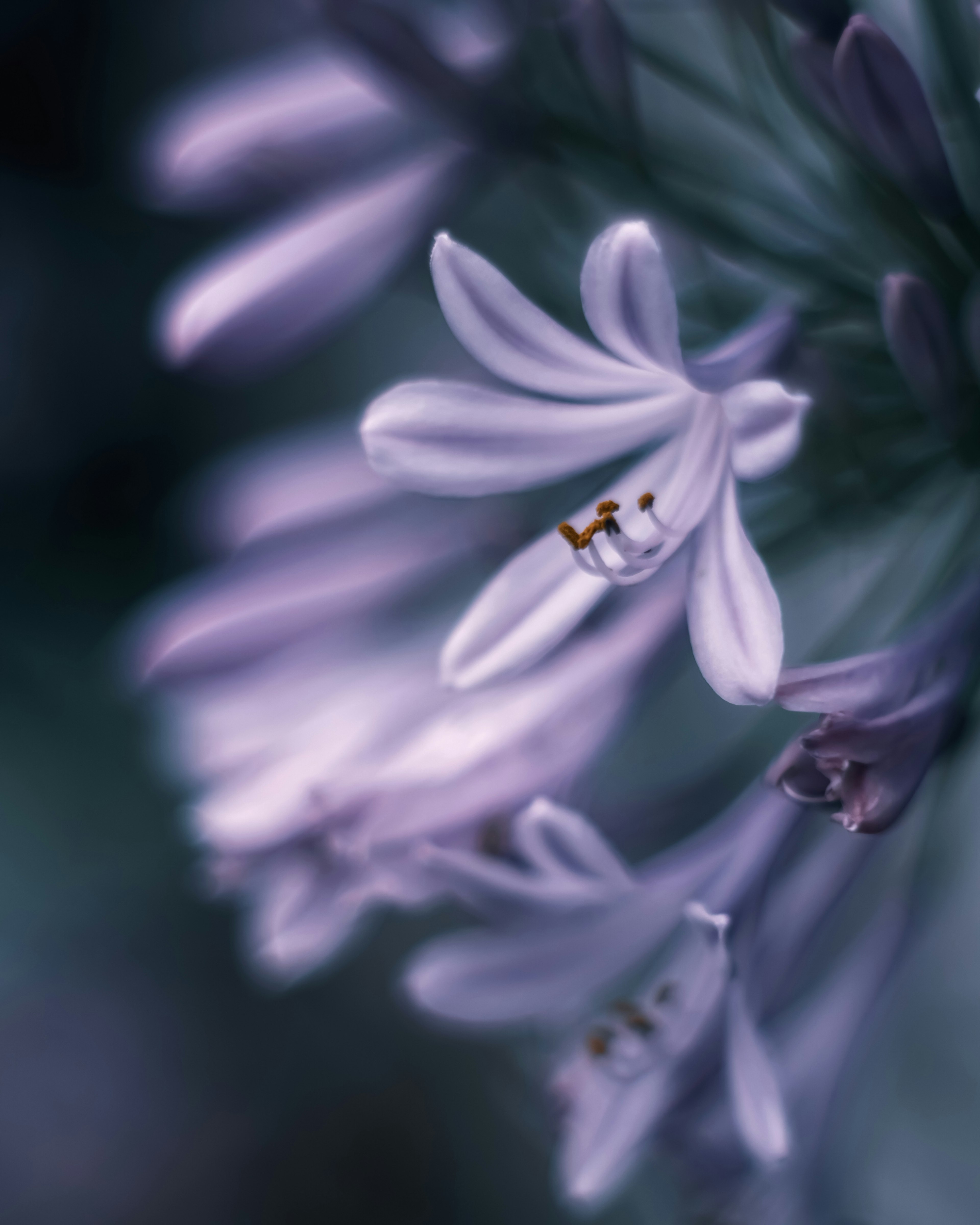 Photo en gros plan de fleurs violettes en fleurs